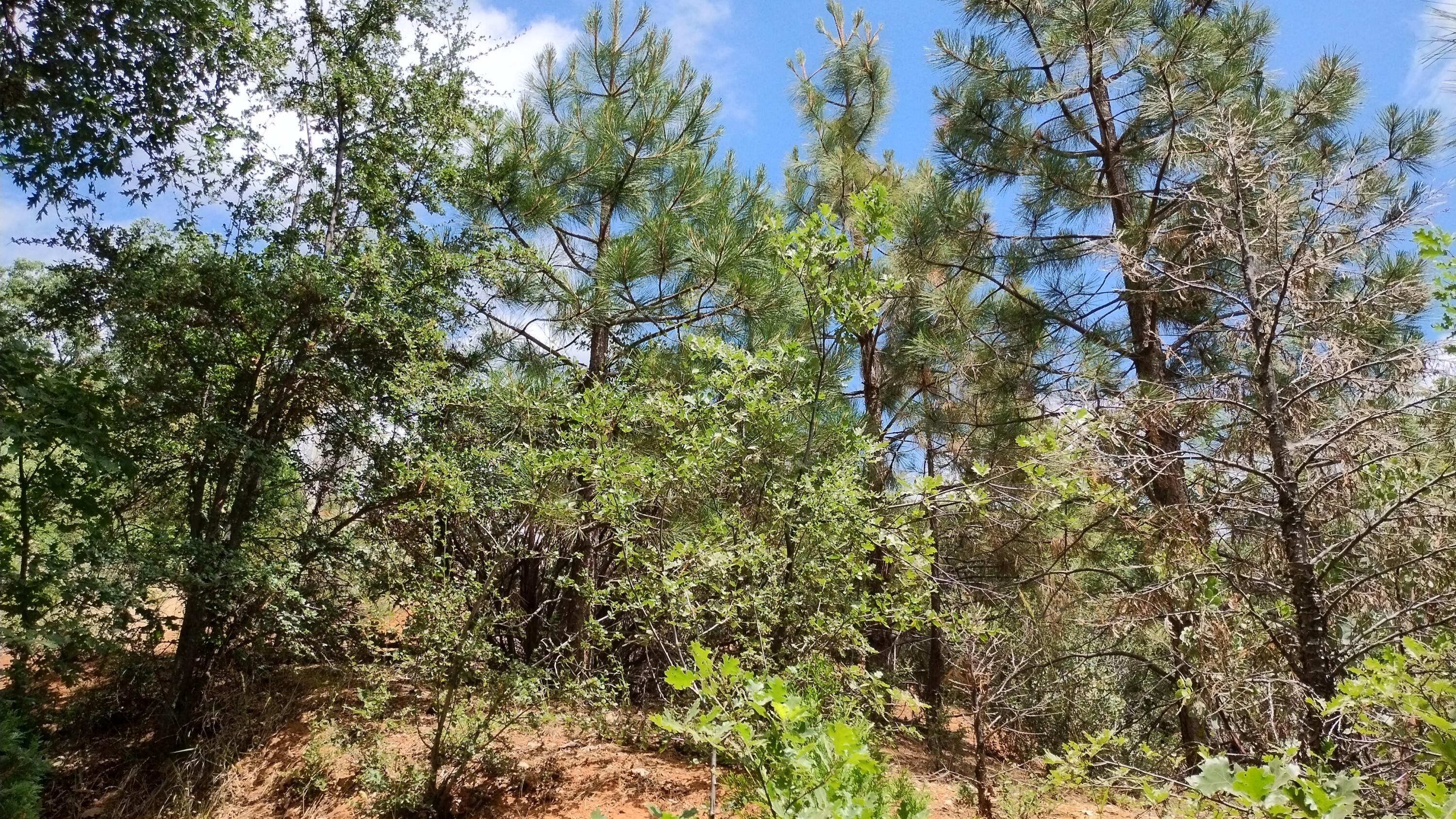 00 Mariposa Drive