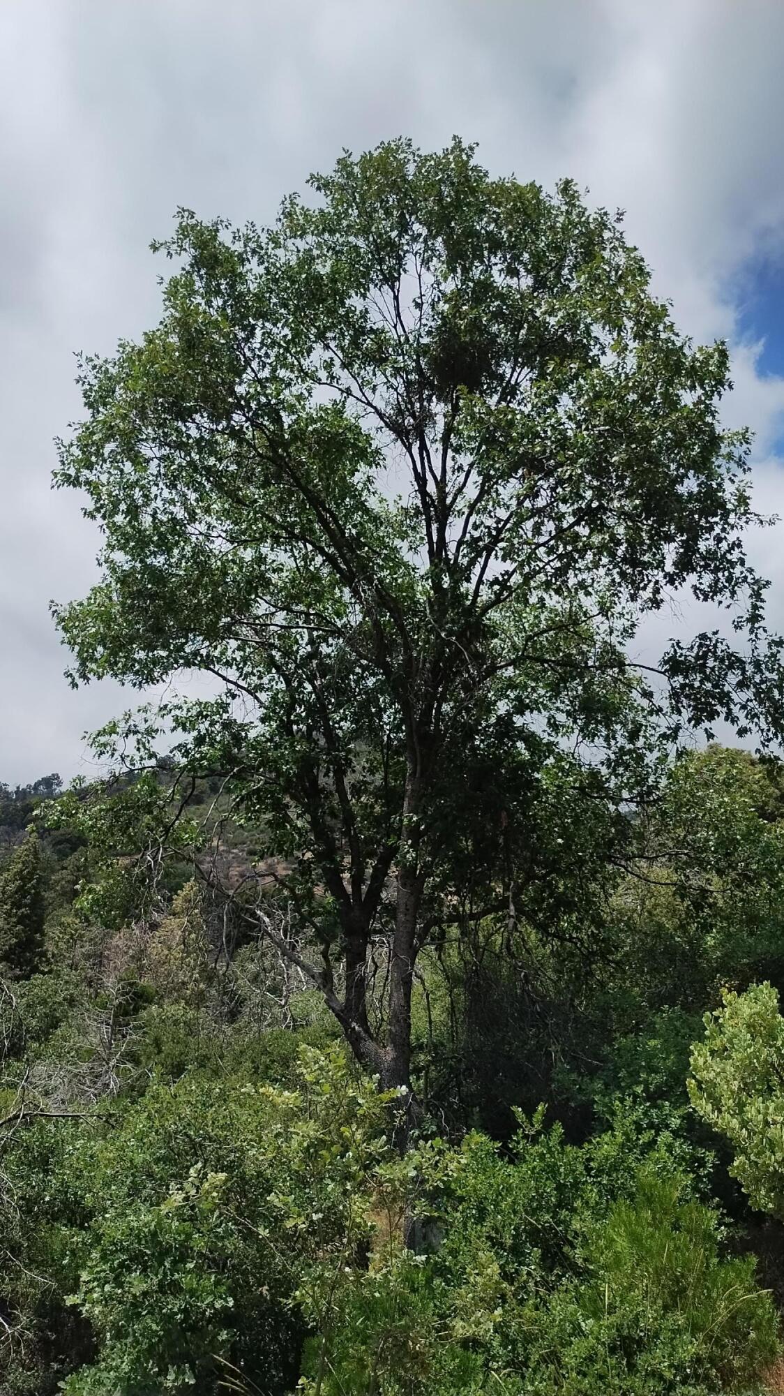 00 Mariposa Drive