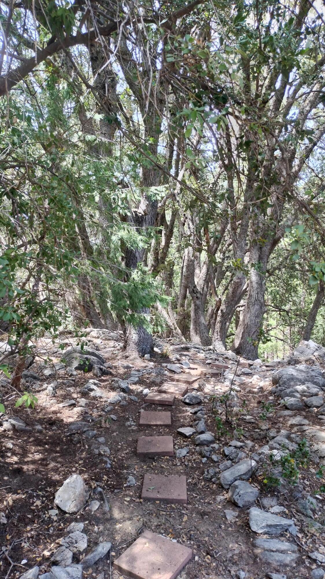 538 Acorn Drive