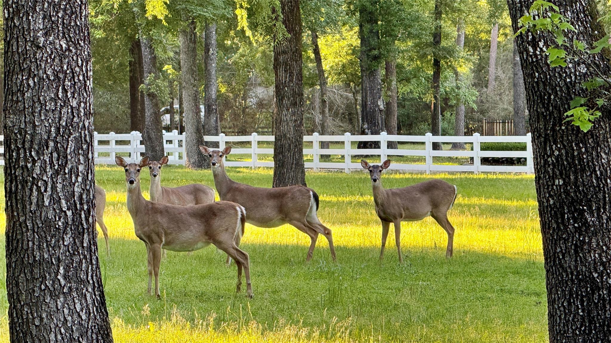 15216 Saddlewood Drive