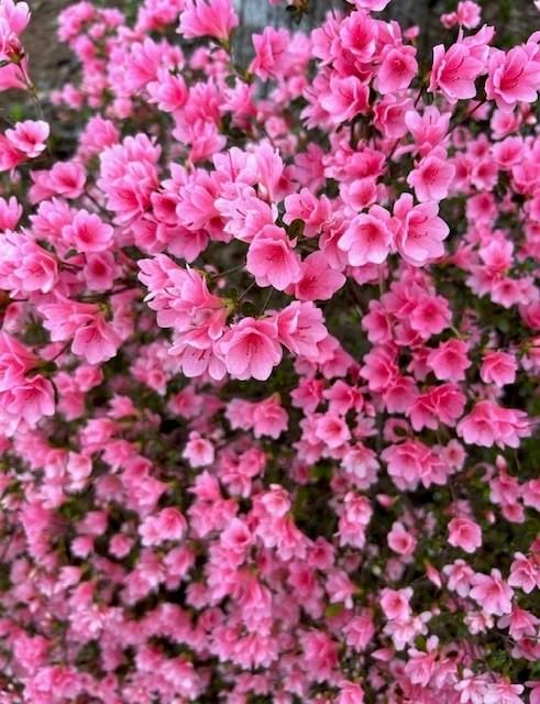 3137 Beechwood Drive