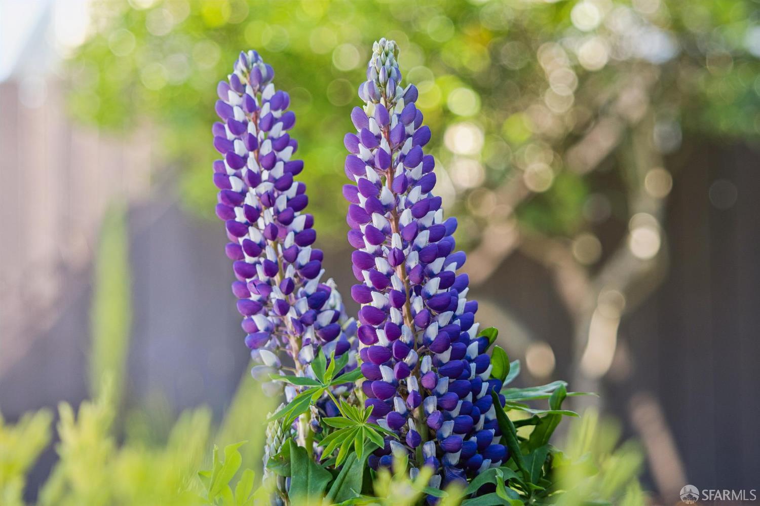 433 Excelsior Avenue