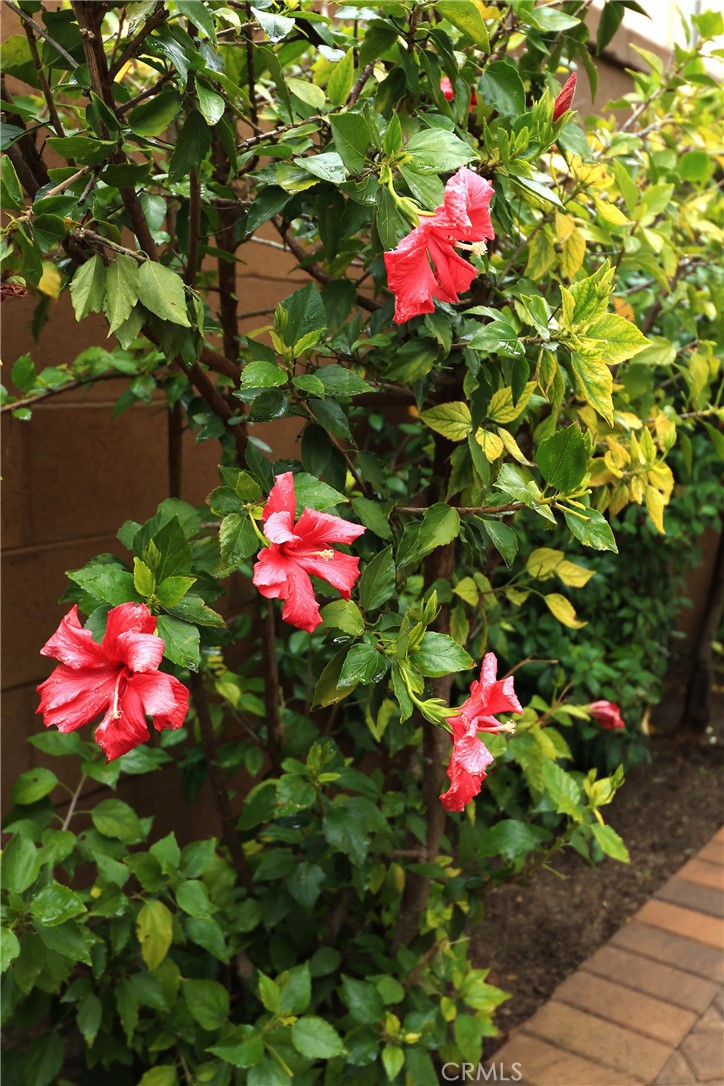 132 Desert Bloom