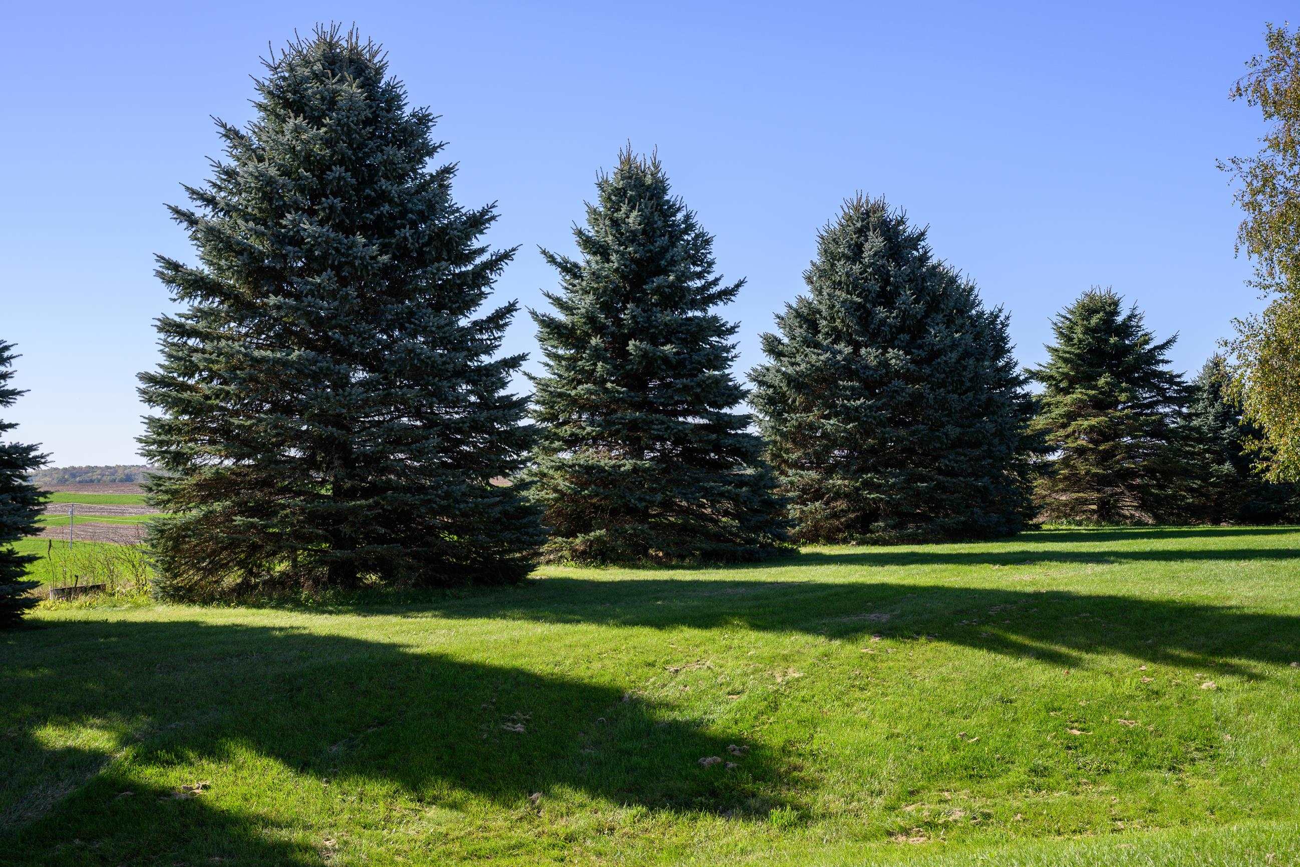 Landscaped lawn with a row of mature evergreen trees and fields beyond.