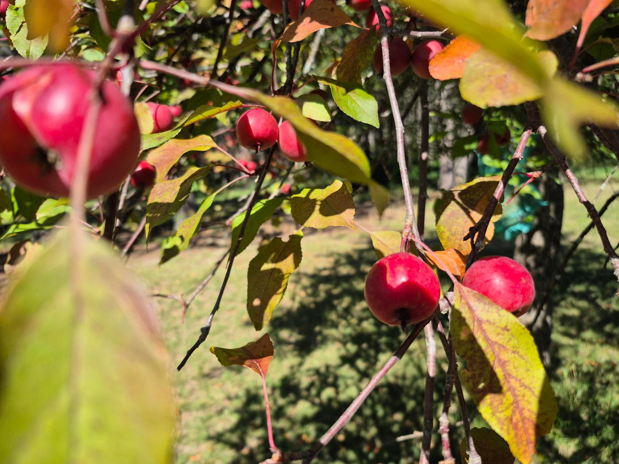 Red apples hang among colorful autumn leaves on a tree in the yard.
