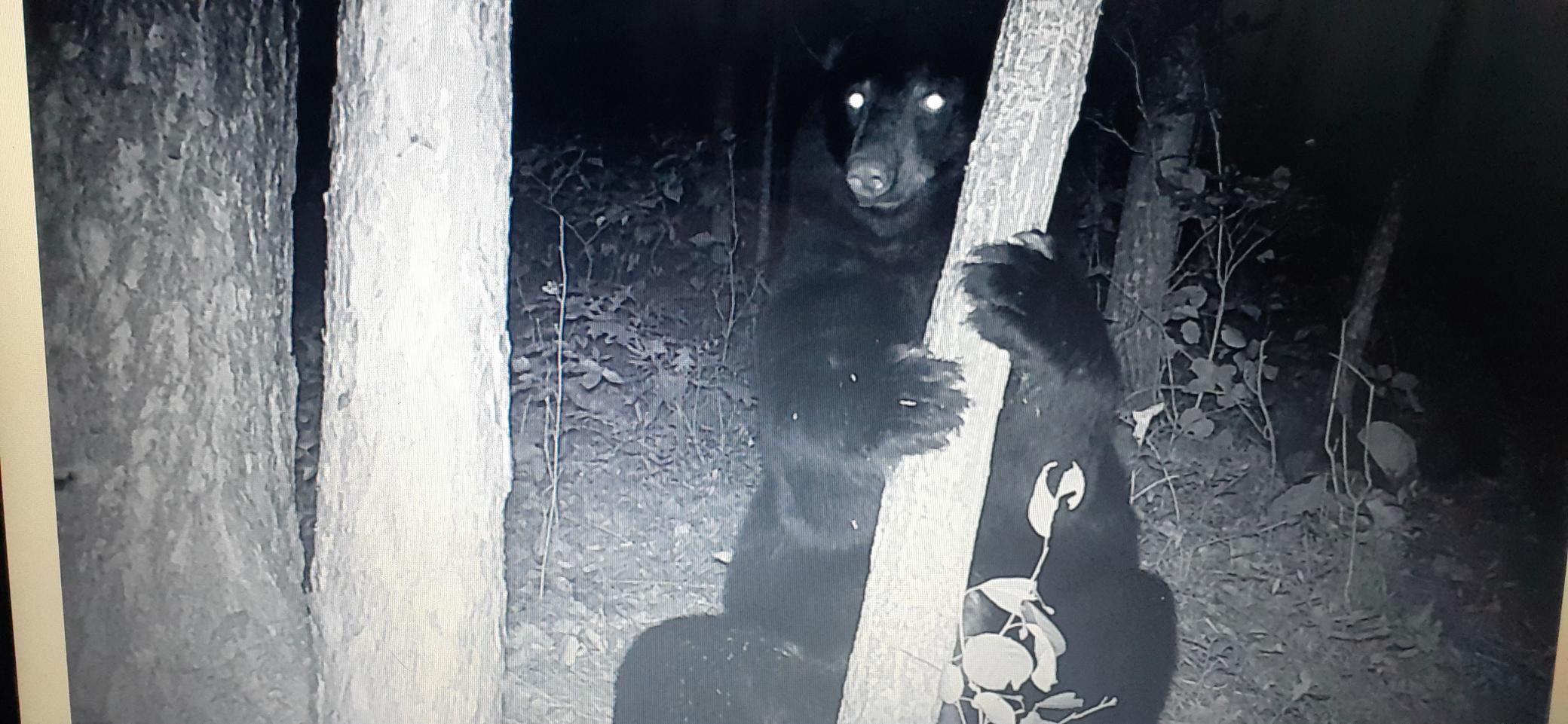Two black bears appear among trees in a nighttime infrared trail-camera image.