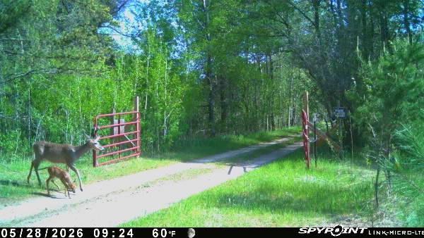 Wooded property driveway with red gates as a deer crosses the entrance.