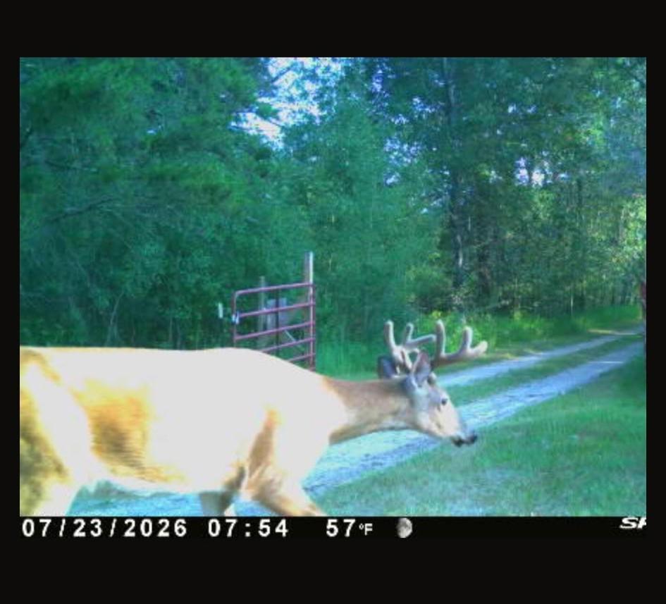 A buck with antlers crosses a grassy gravel drive beside dense woods.