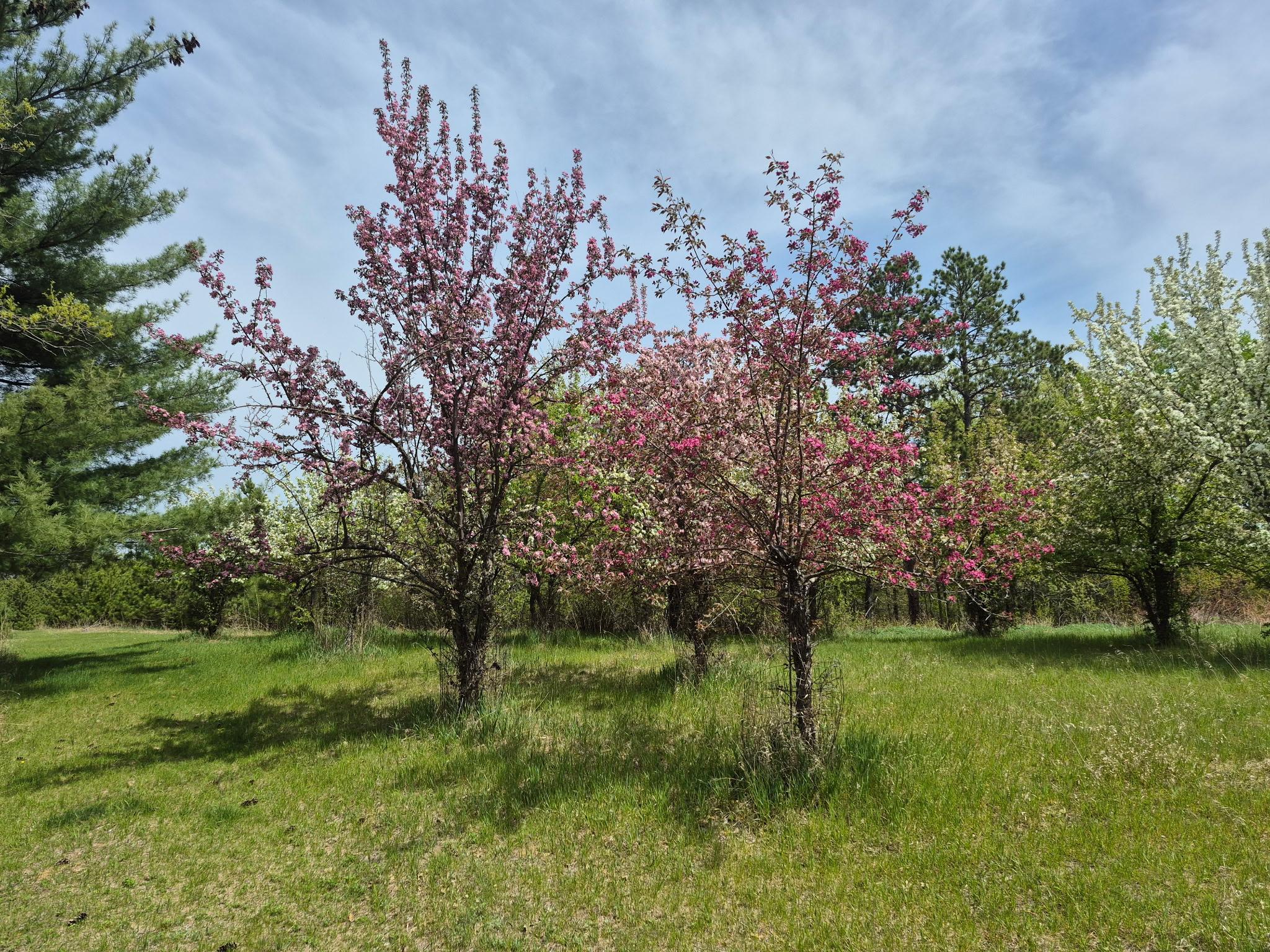 Grassy yard with pink and white flowering trees and evergreens.