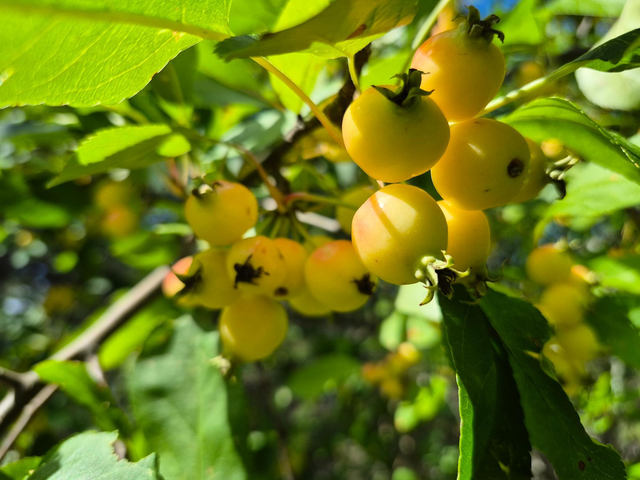 Yellow apples growing among sunlit green leaves on a fruit tree.
