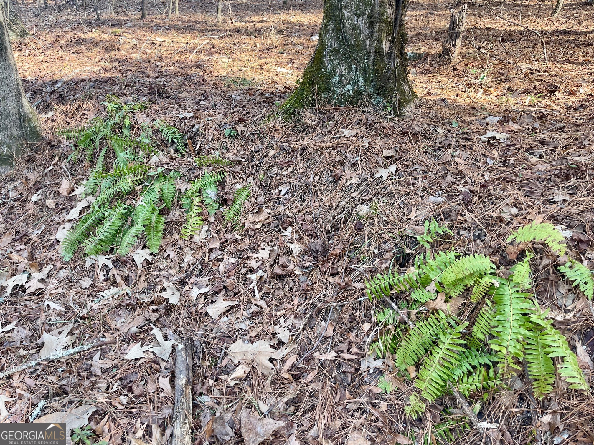 0 Padgett Road LOT 7