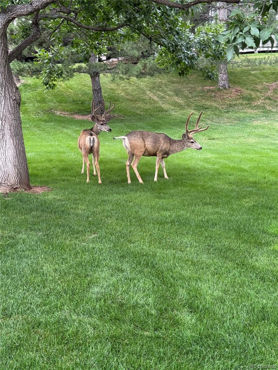 4 Red Cedar