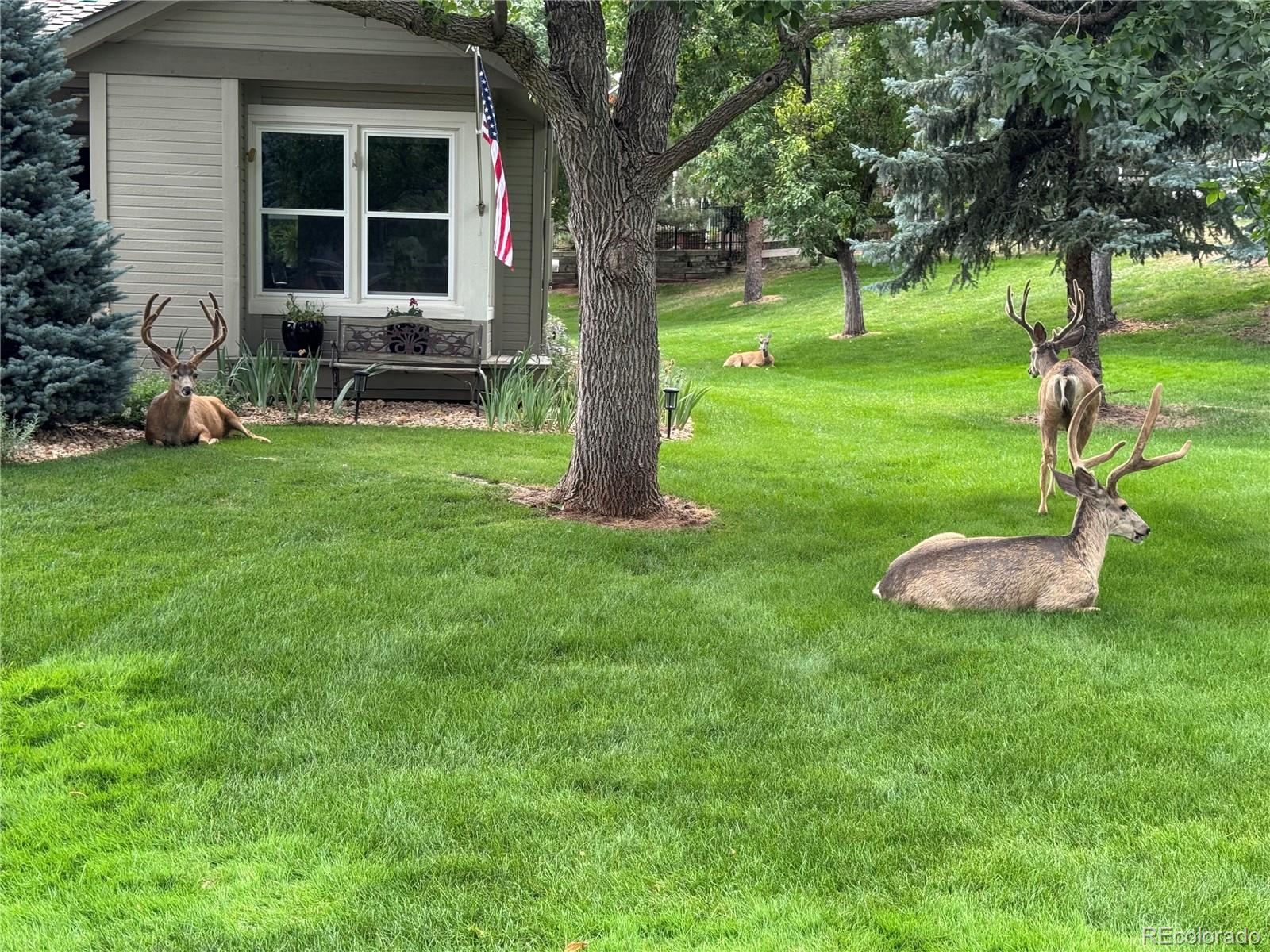4 Red Cedar