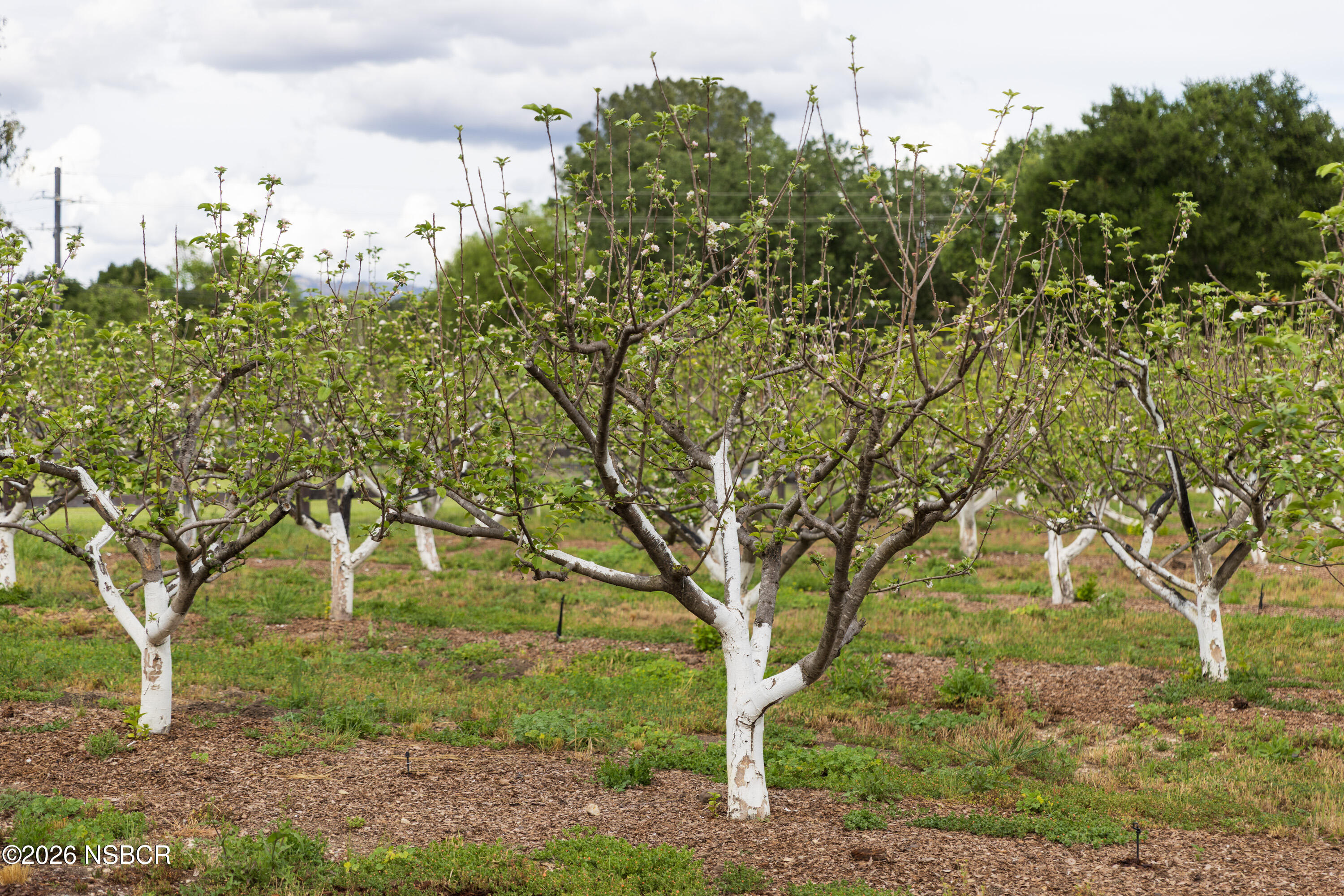 2275 Alamo Pintado Road