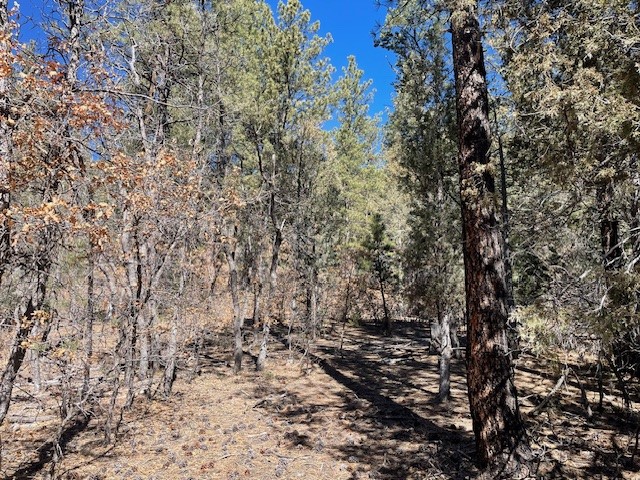 18.46 Acres Cuchilla Blanca Road
