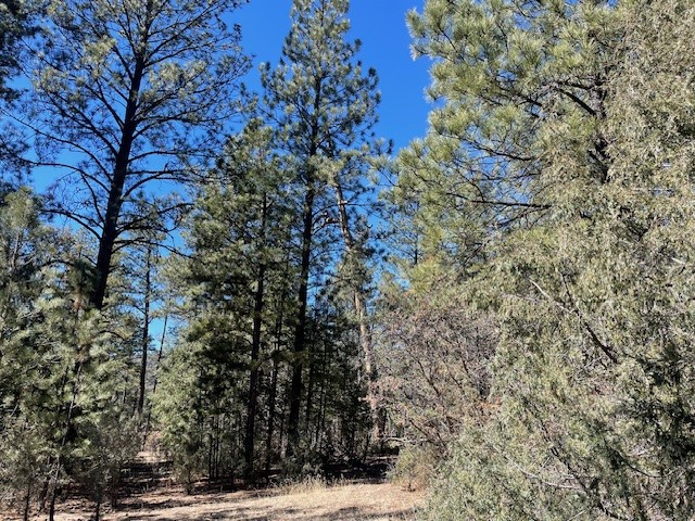 18.46 Acres Cuchilla Blanca Road