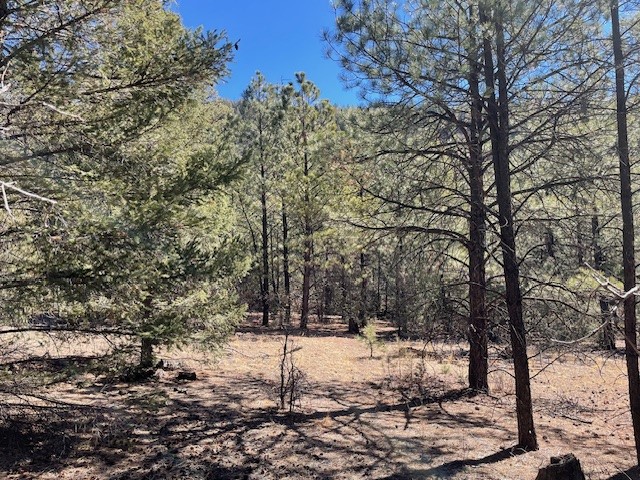 18.46 Acres Cuchilla Blanca Road