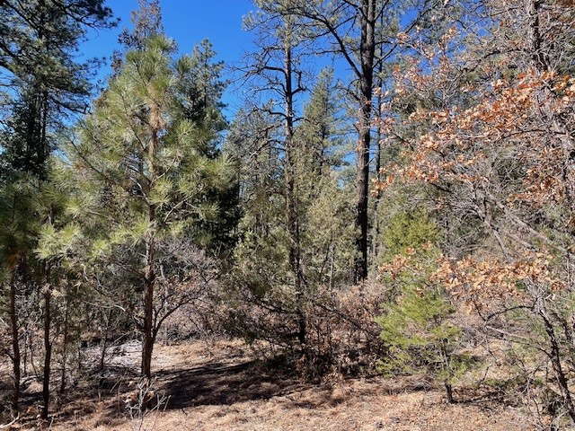 18.46 Acres Cuchilla Blanca Road