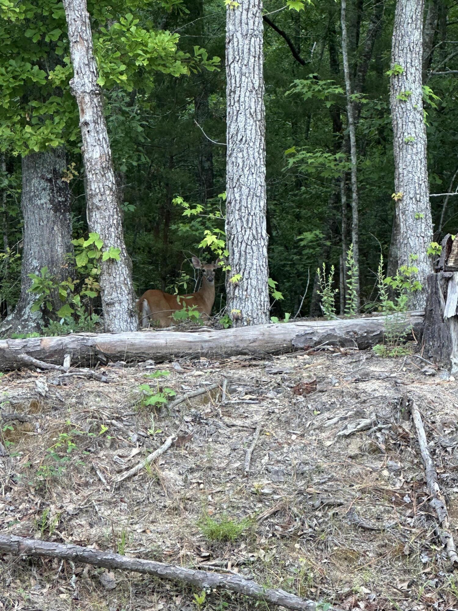 1030 Candleberry Drive, Grovetown