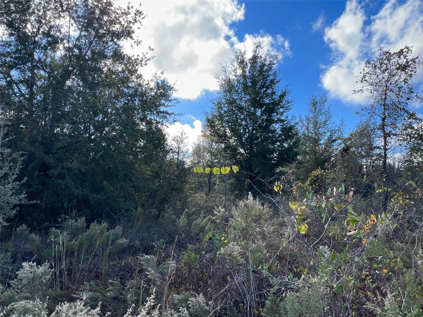 Lot 36 SW SKYLINE LOOP