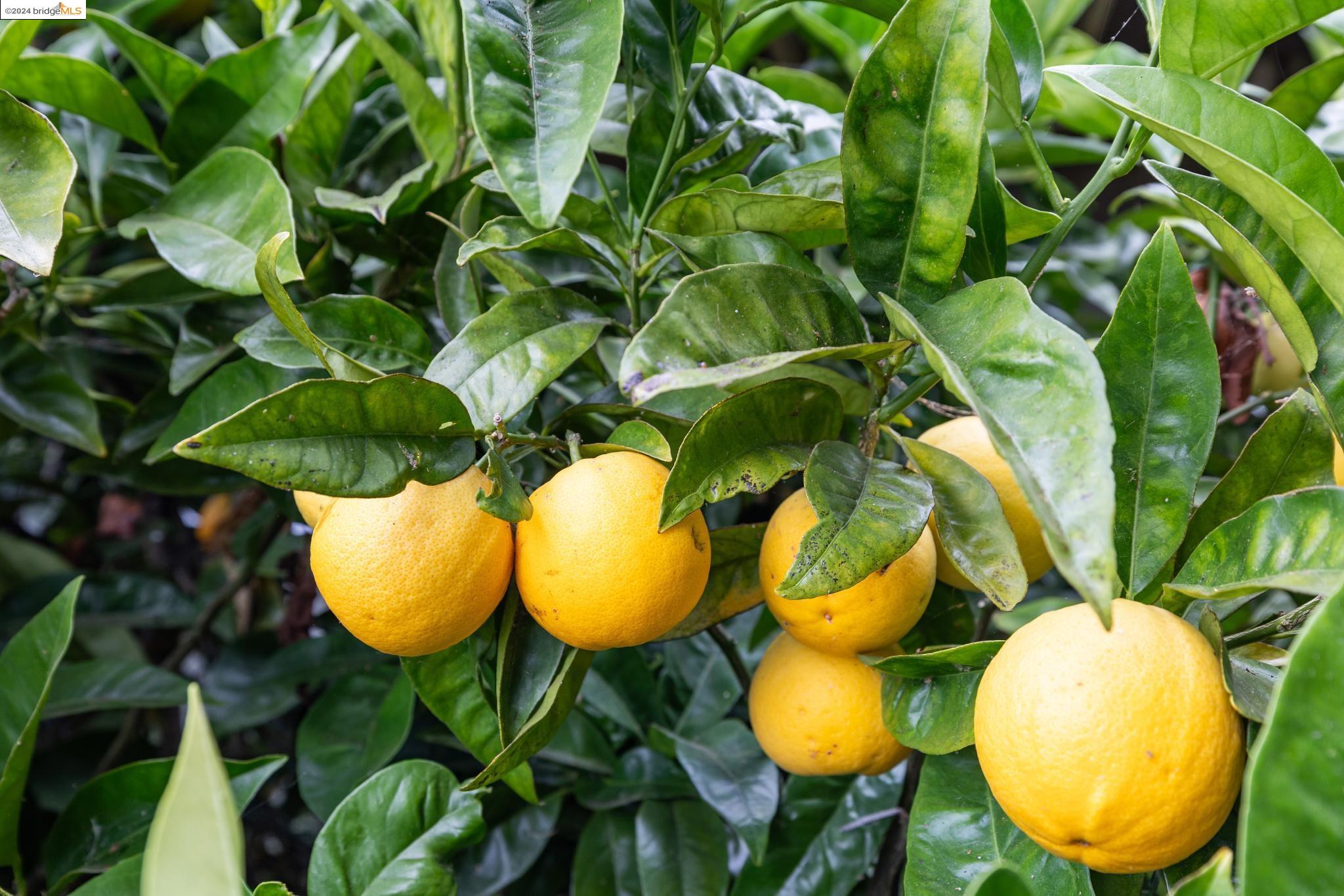 1307 Contra Costa Dr