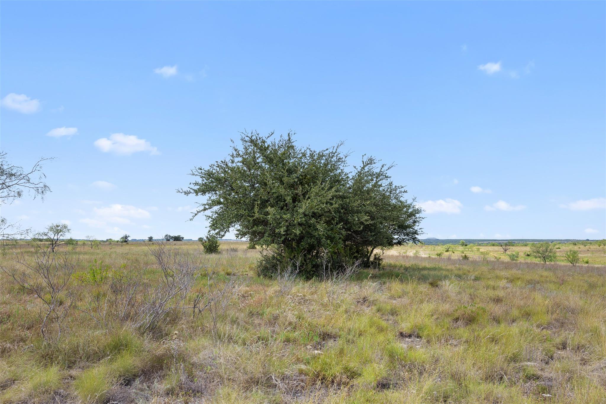 Open grassy lot with a large leafy tree and scattered shrubs beneath a blue sky.