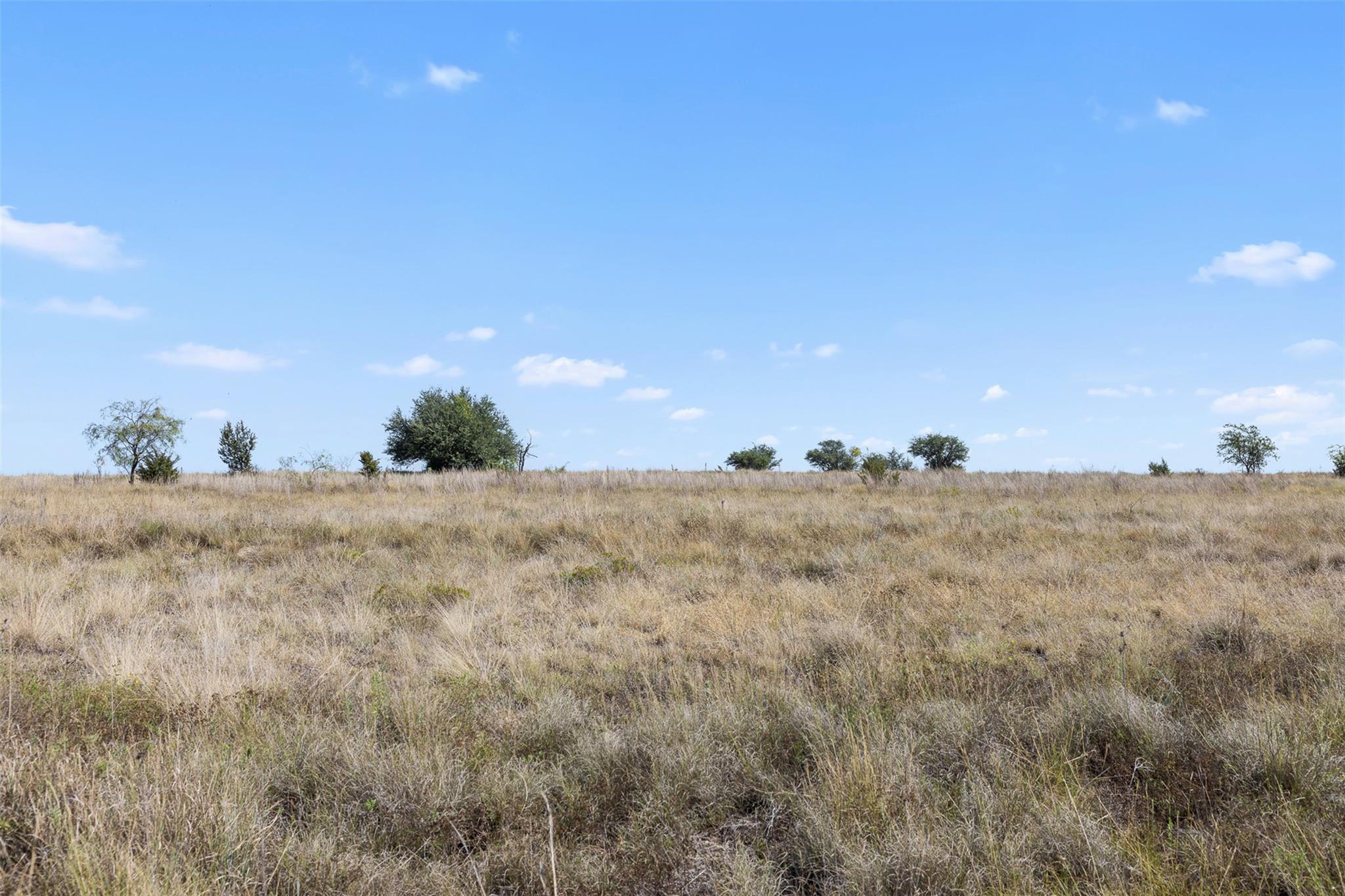 Vacant grassy lot with scattered trees beneath a bright blue sky.