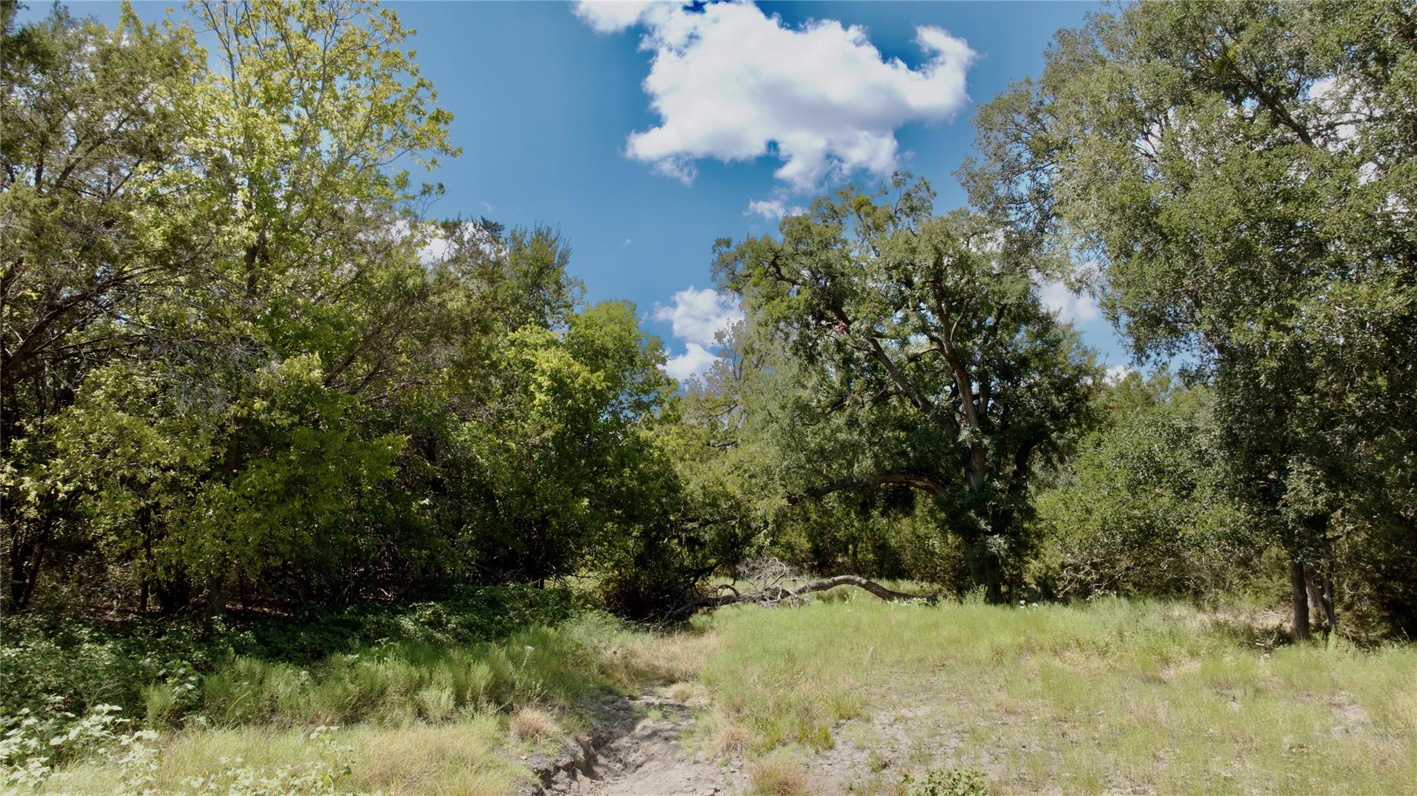 Wooded vacant lot with leafy trees surrounding a grassy clearing and sandy ground.