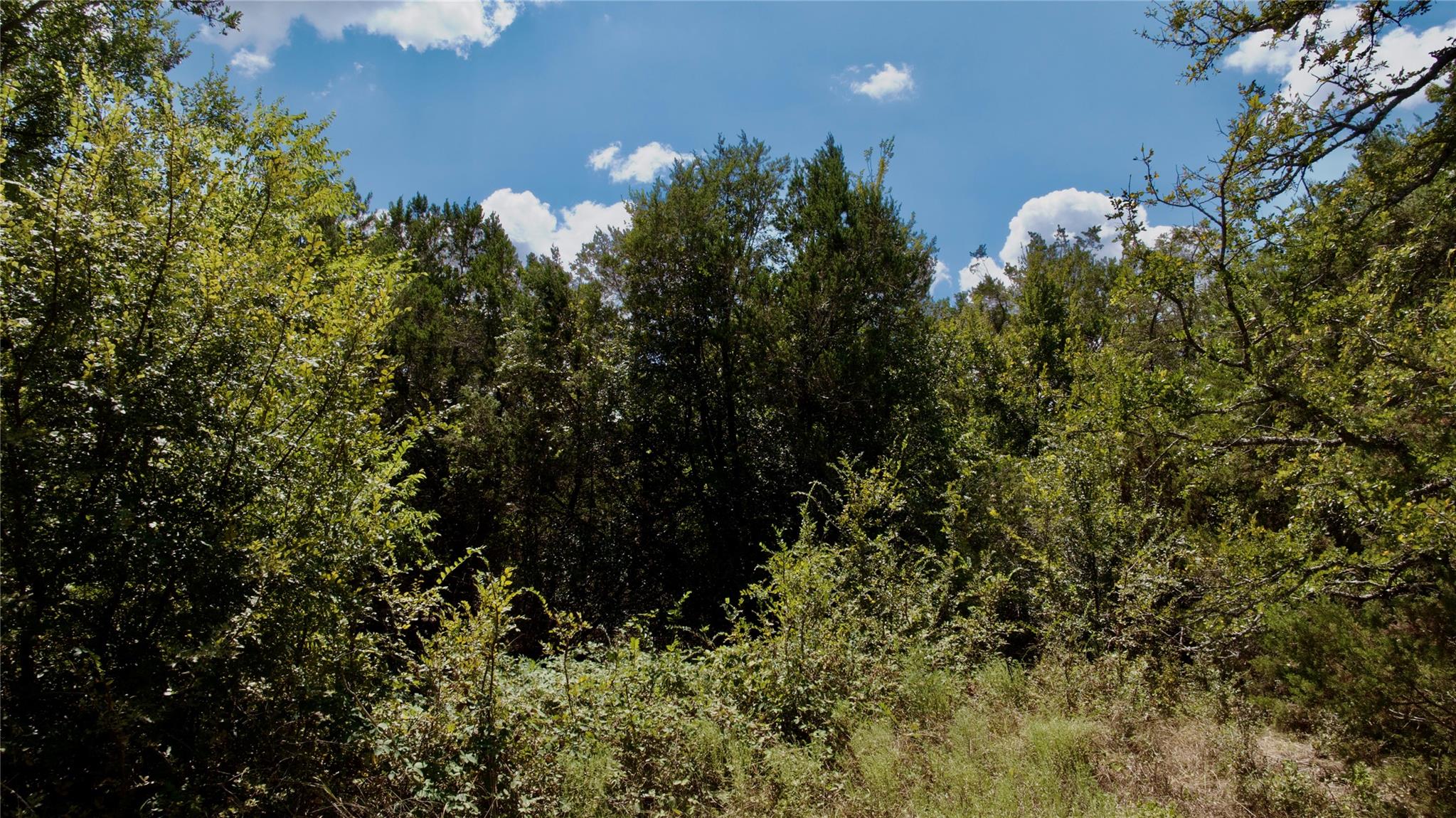 Wooded Lot 31 Donnie Drive with dense trees and brush beneath a blue sky.