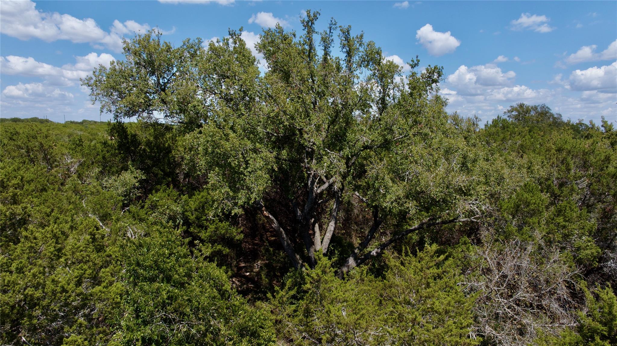 Wooded vacant lot with dense brush and a large branching tree under a blue sky.