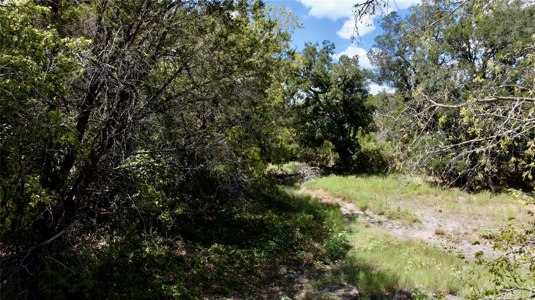 Wooded vacant lot with a sunlit grassy clearing among mature trees.