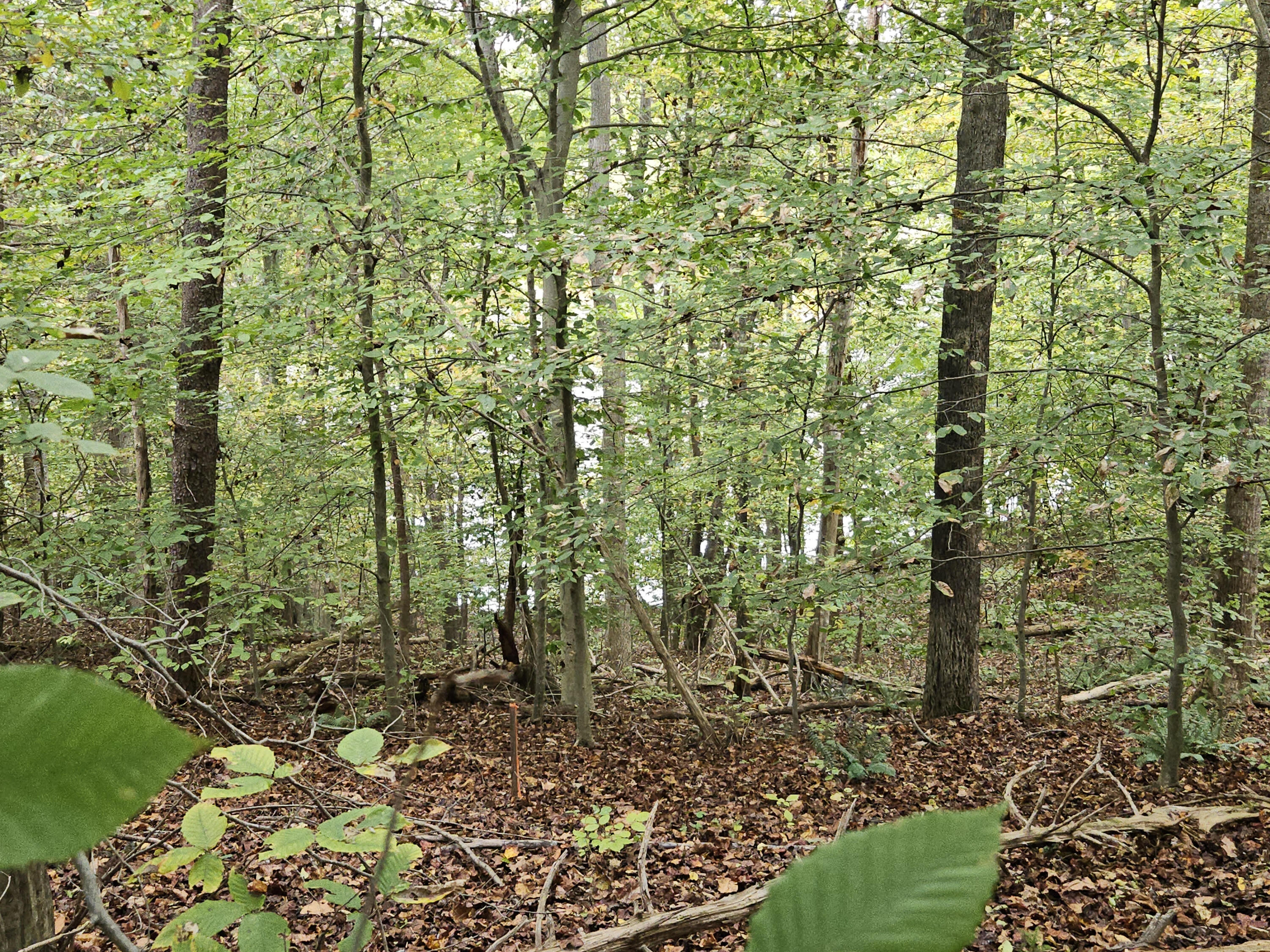Lot 6 Major Holland RD