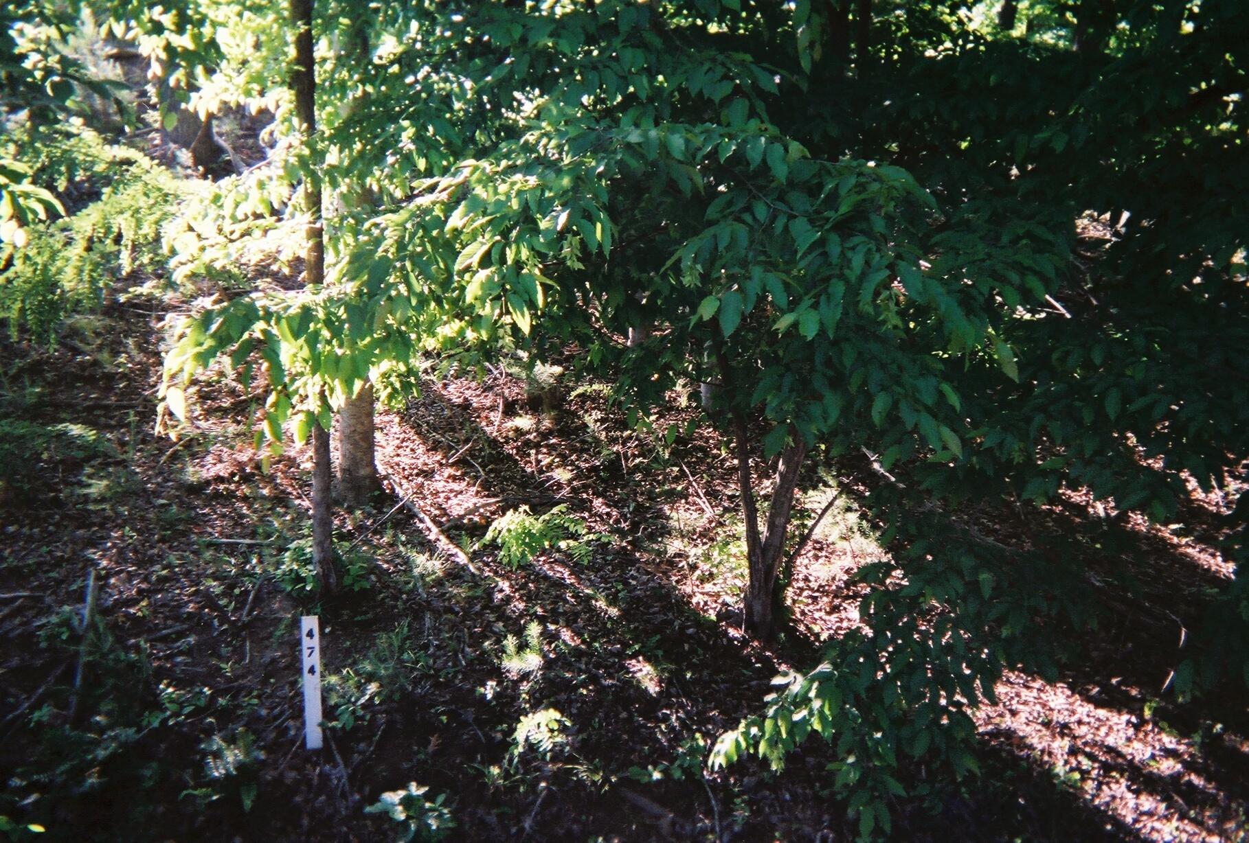 LOT 474 Southwood DR