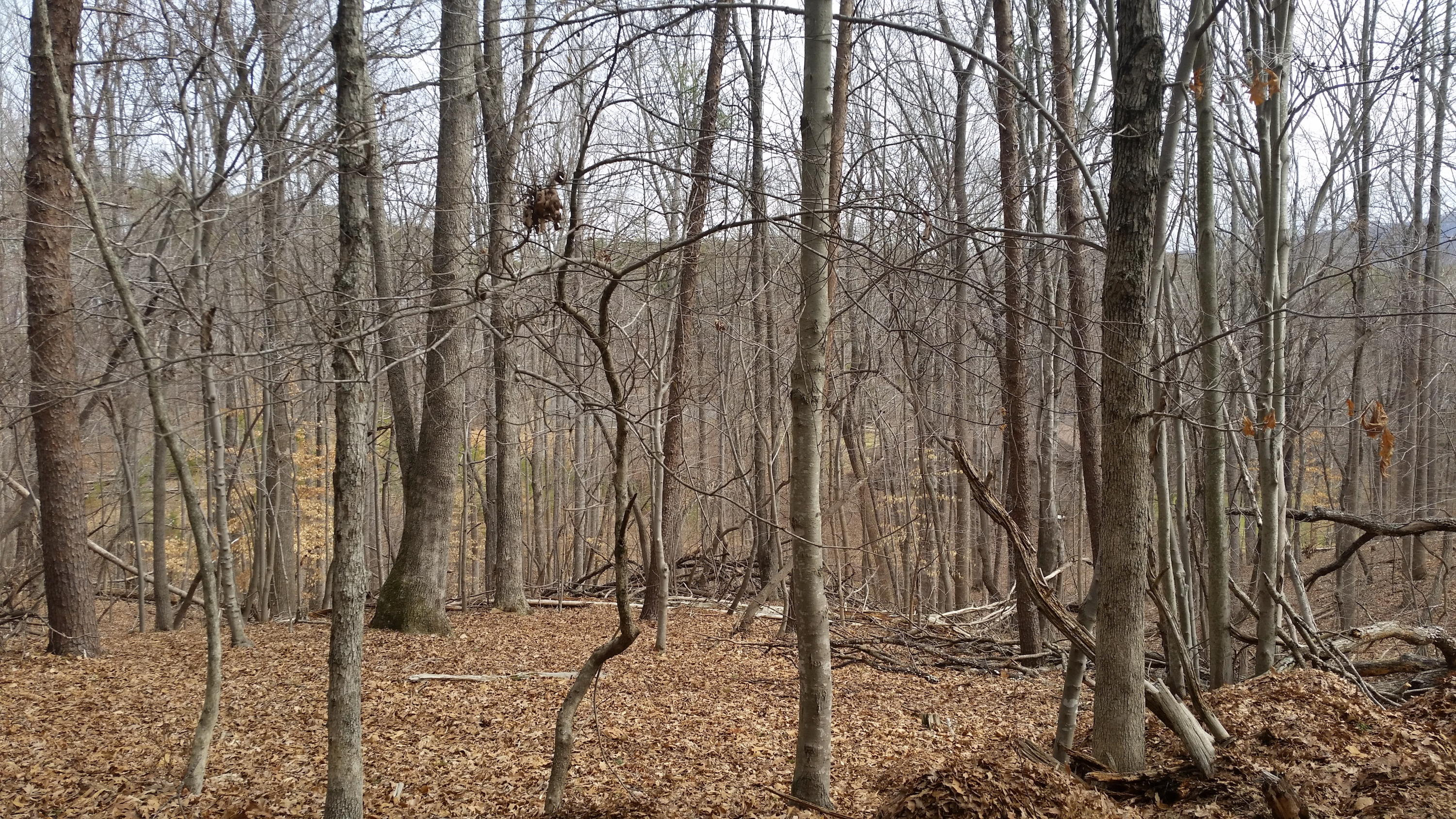 Lot 383 Mountain Shore DR