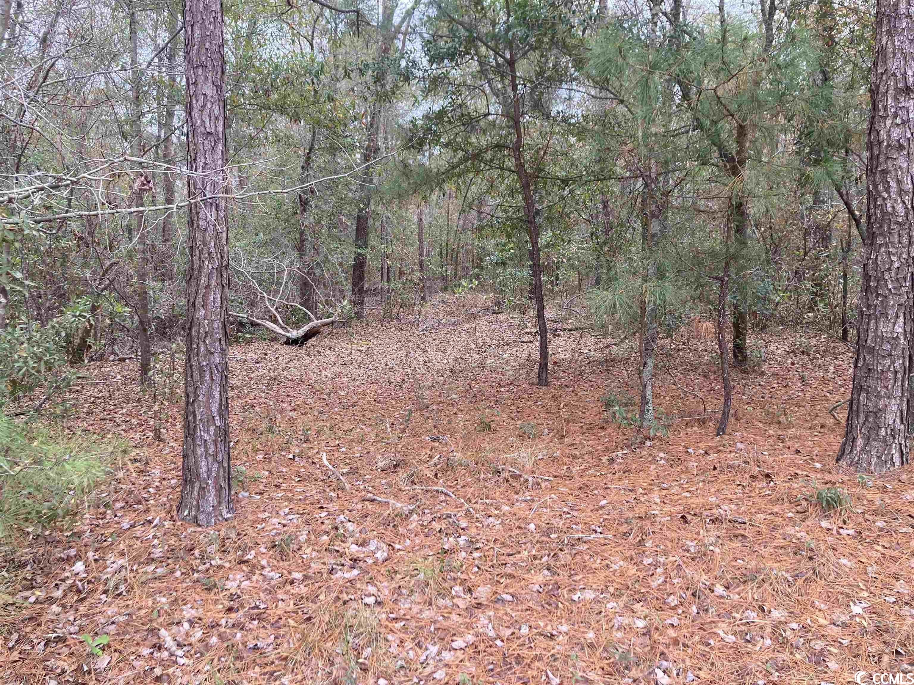 Wooded land with tall pines and a leaf- and needle-covered forest floor.