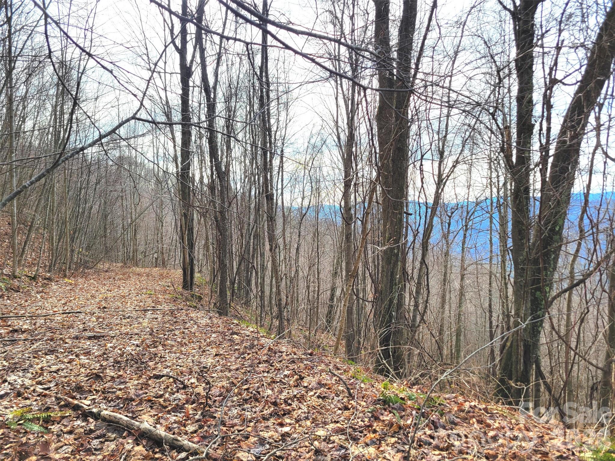 Wooded hillside lot with bare trees, a carpet of fallen leaves, and distant blue water.