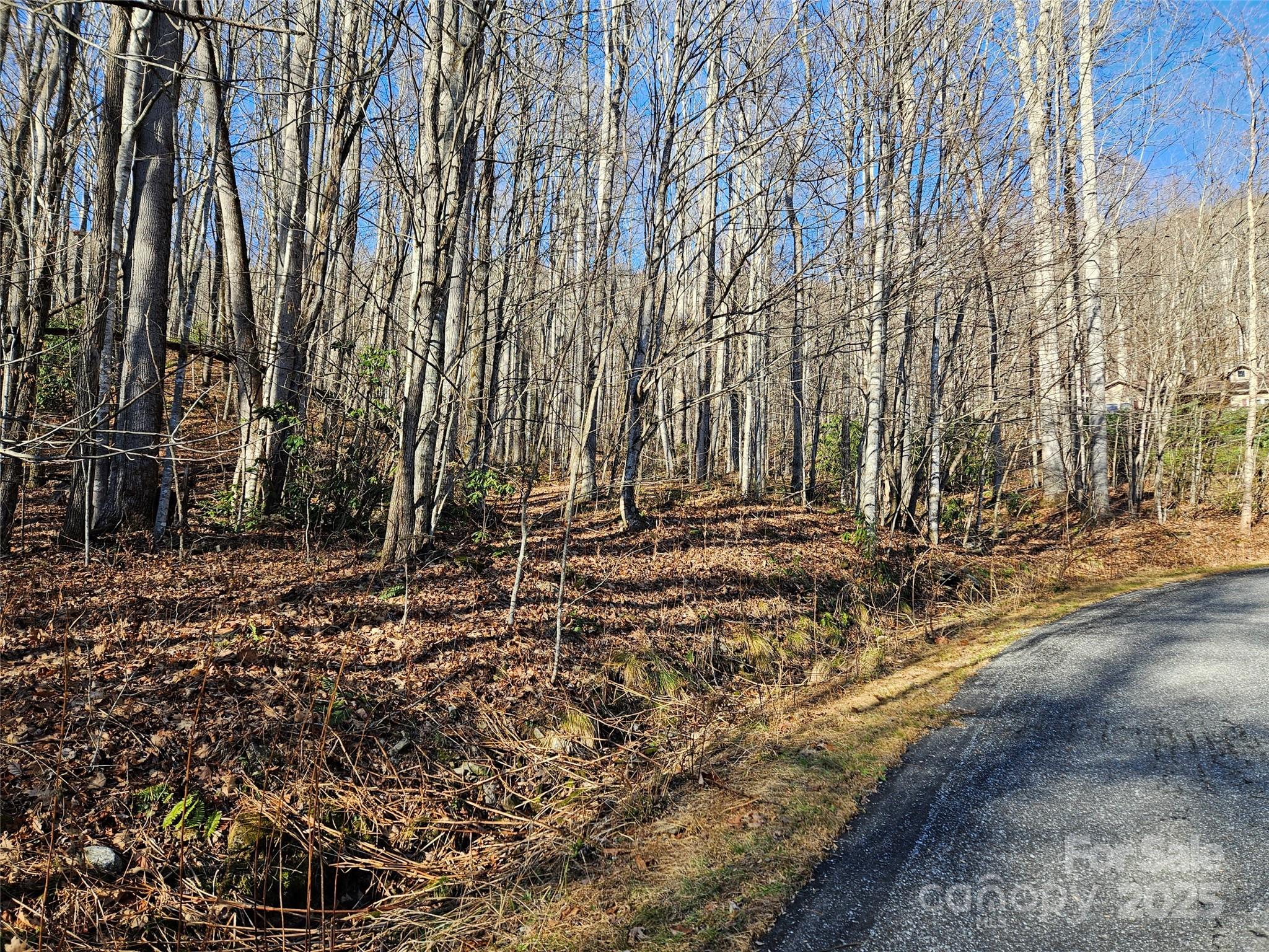 Wooded property beside a paved road, with bare trees and a leaf-covered slope.
