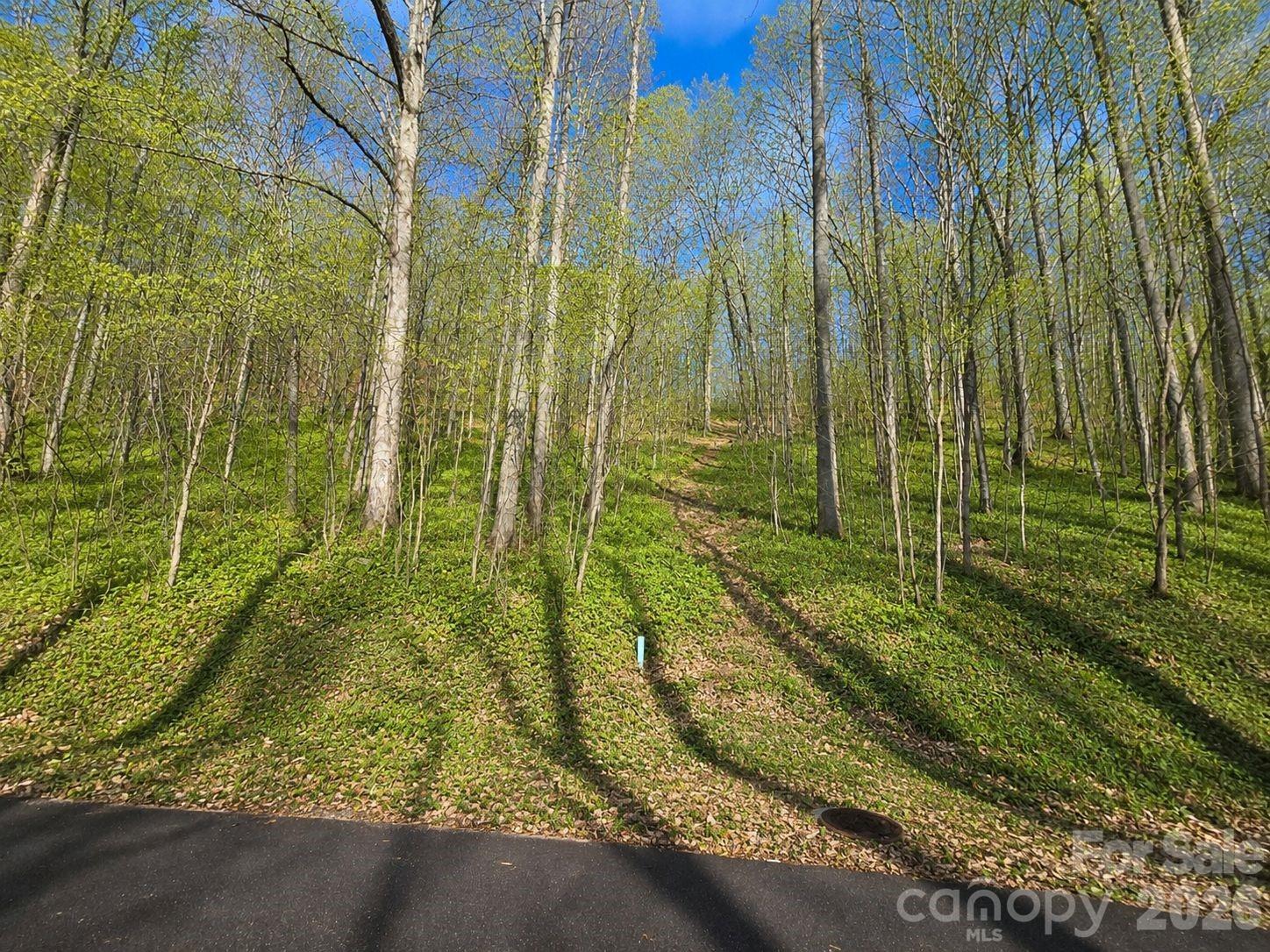 Wooded lot with a dirt path winding between young trees beside a paved road.