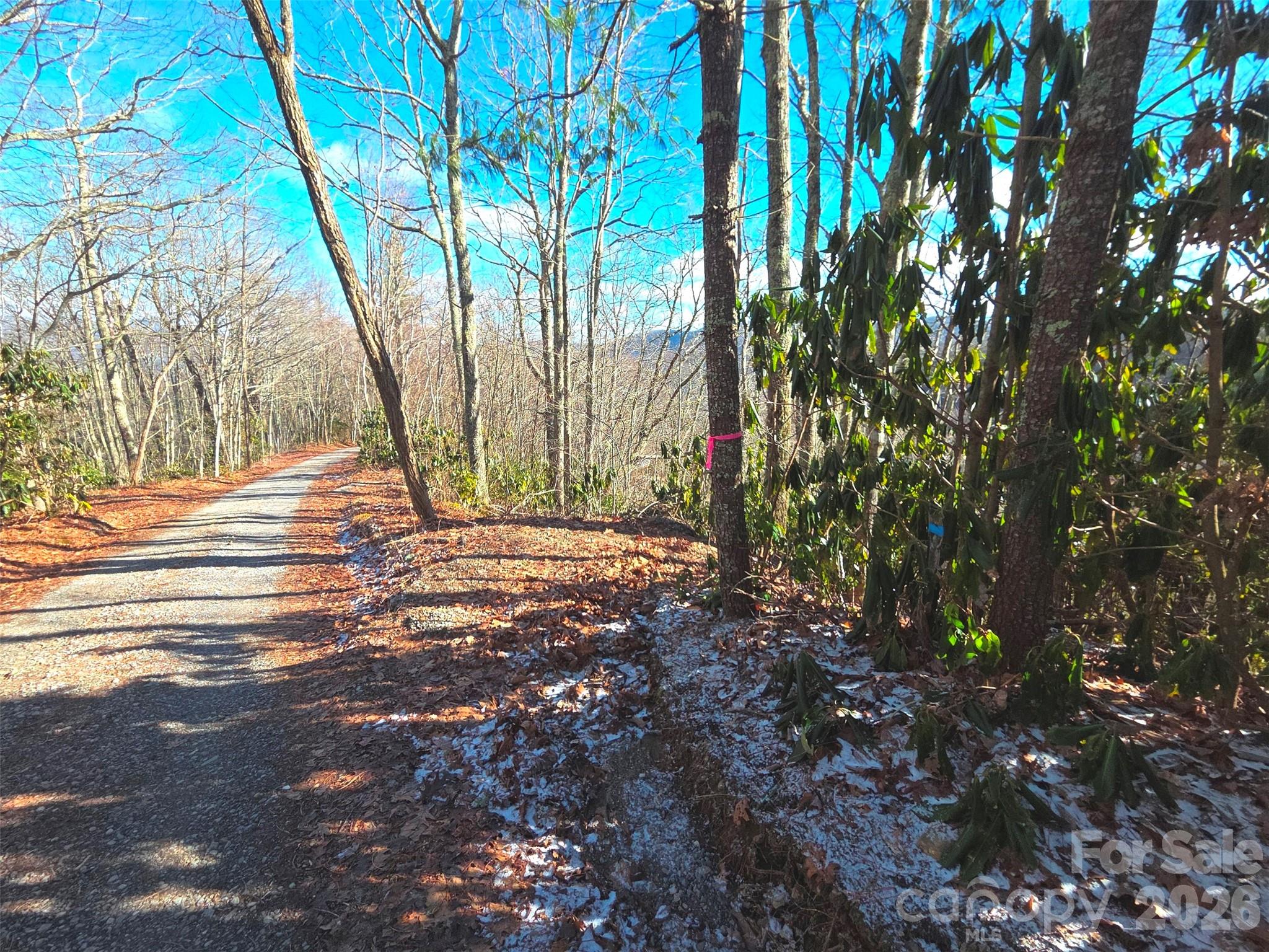 Gravel road through a wooded property, with a pink marker tied around a tree and patches of snow.