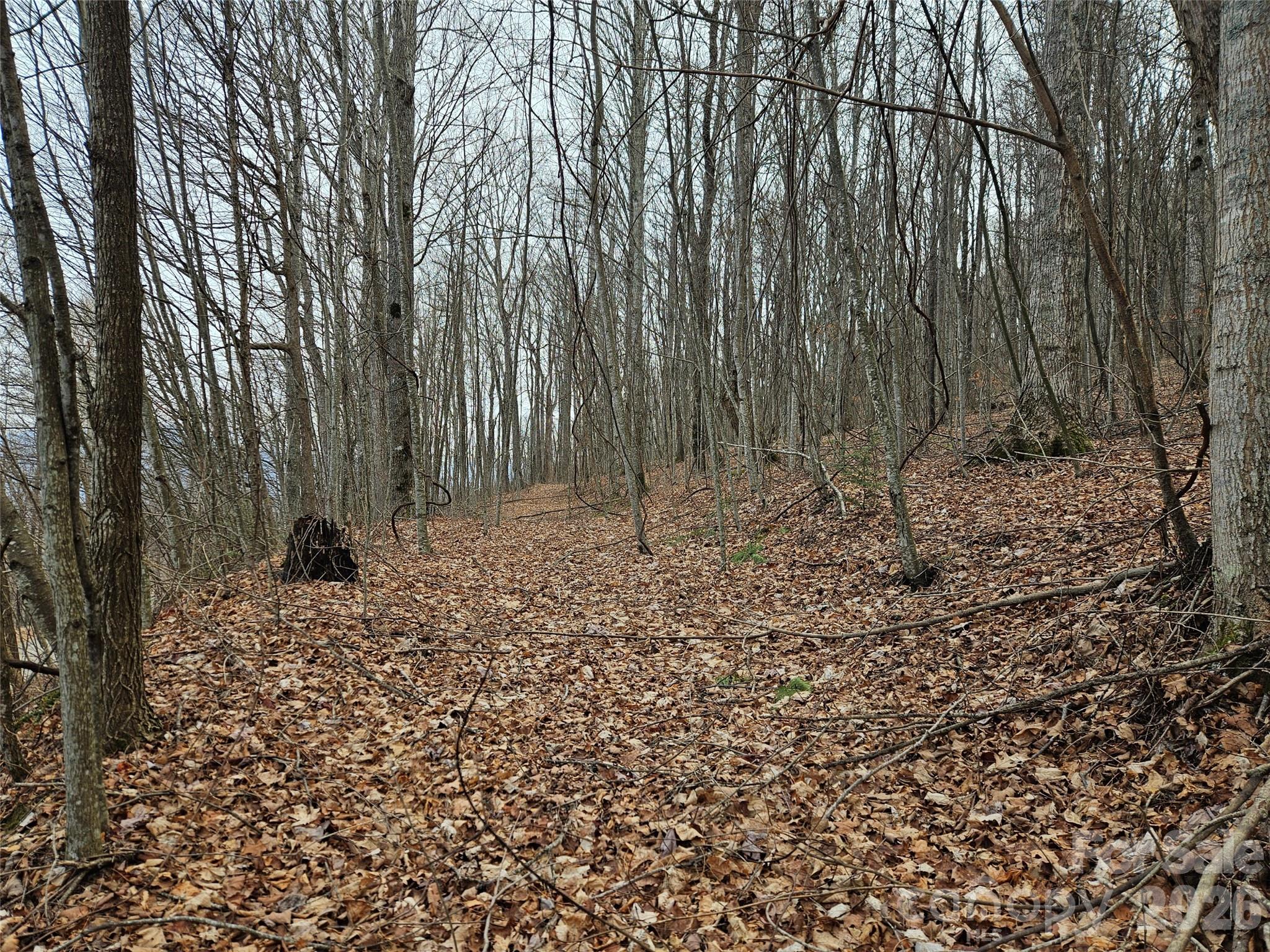 Wooded land with a leaf-covered slope and a narrow path through bare trees.