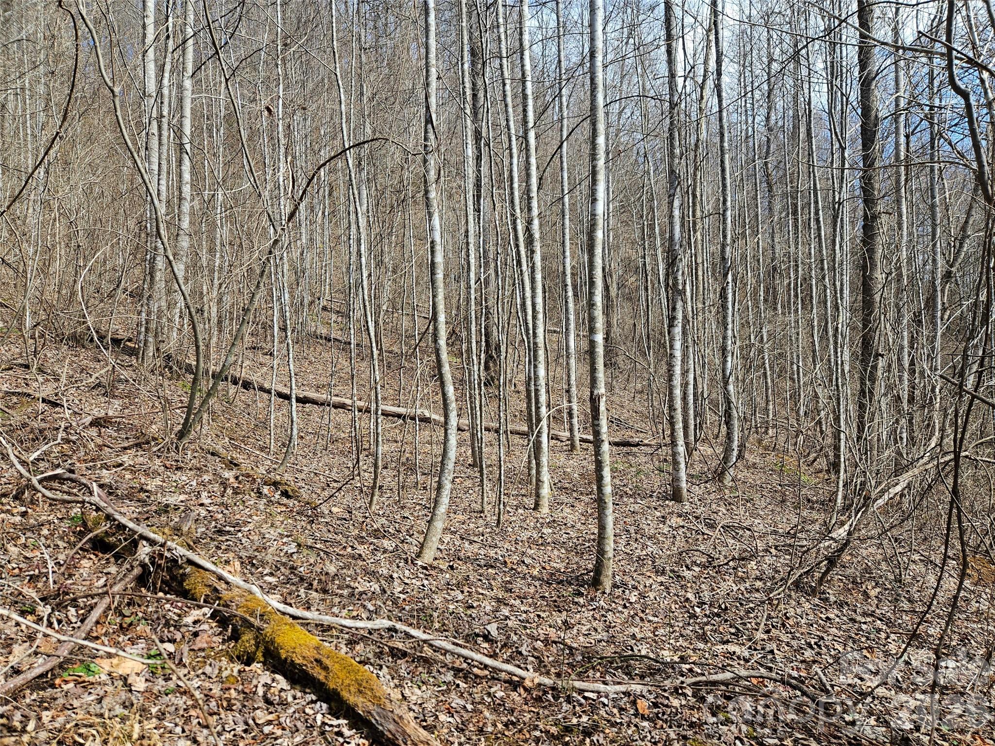 Wooded vacant land with leaf-covered sloping ground and a moss-covered fallen log.
