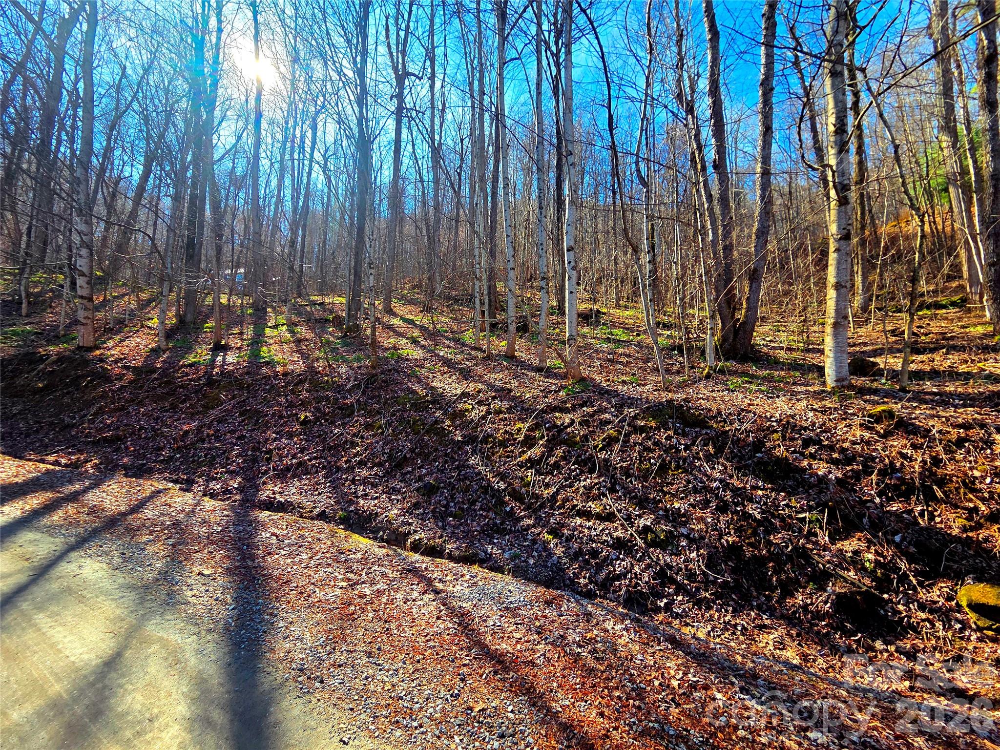 Wooded sloping lot with bare trees beside a gravel road in autumn.