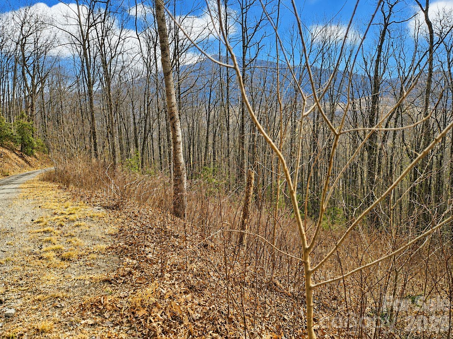 Wooded property with a winding paved path through bare trees and fallen leaves.