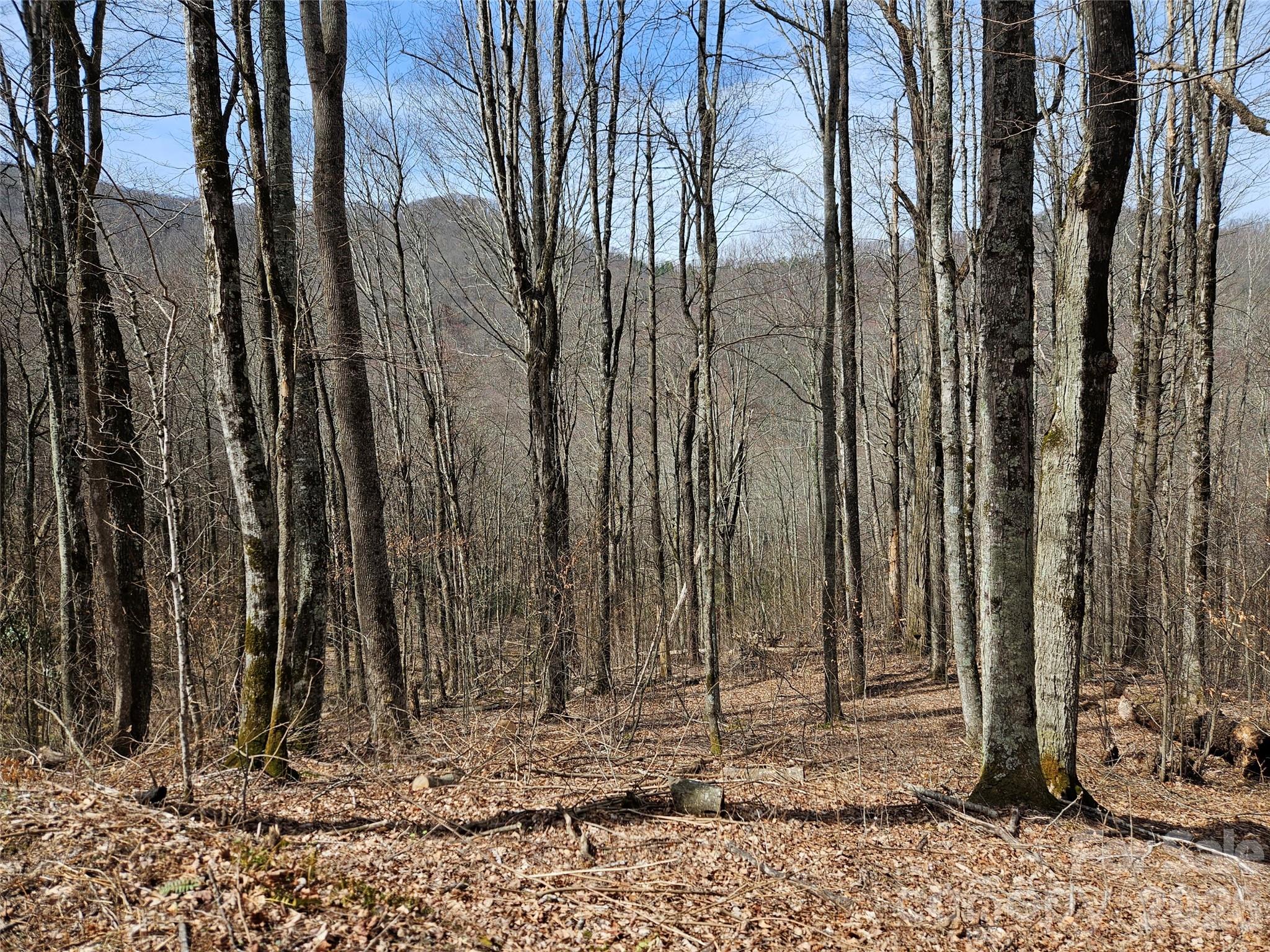 Wooded property with mature trees, leaf-covered ground, and a hillside beyond.