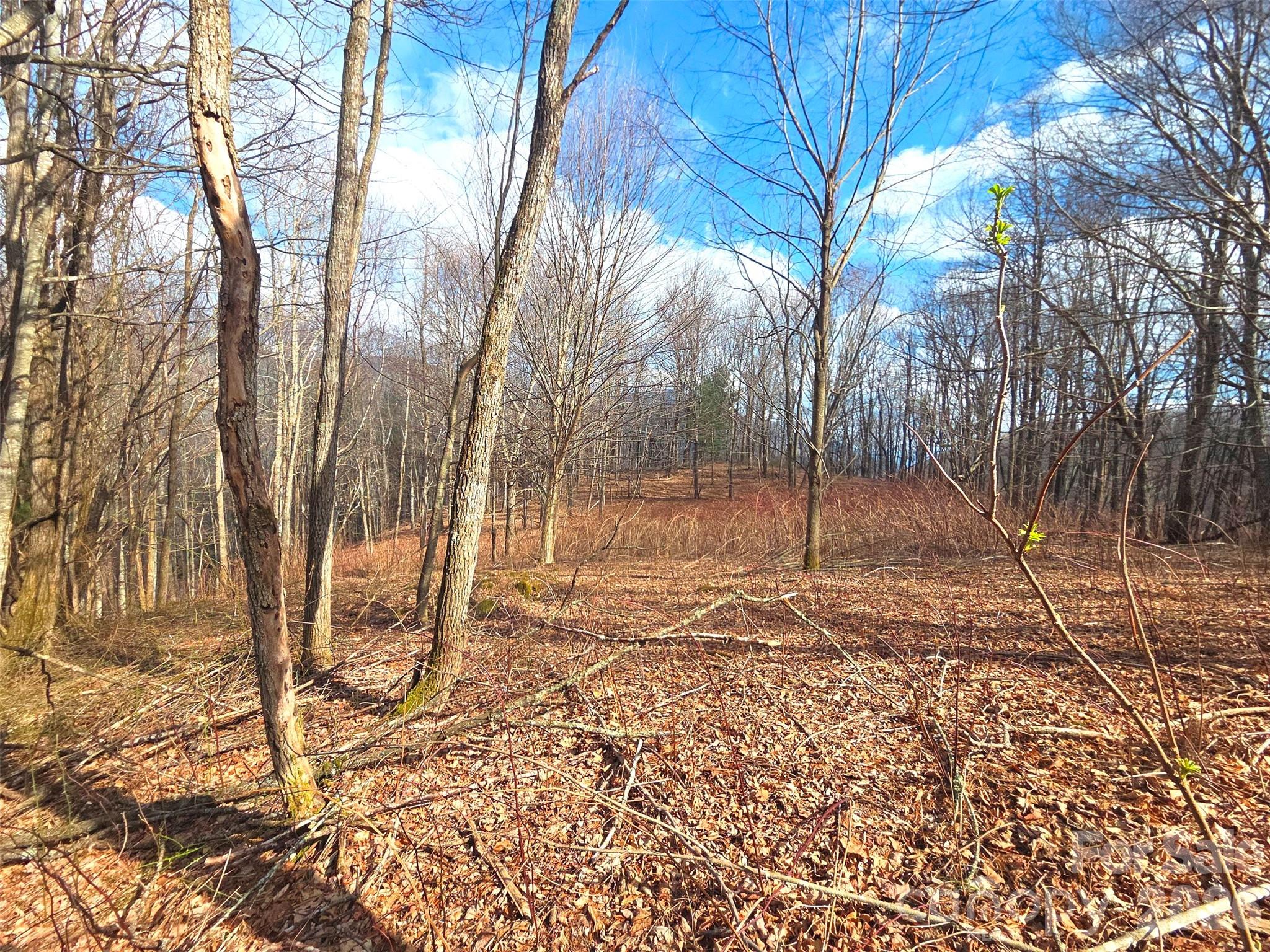 Wooded vacant lot with leaf-covered sloping ground and bare trees.