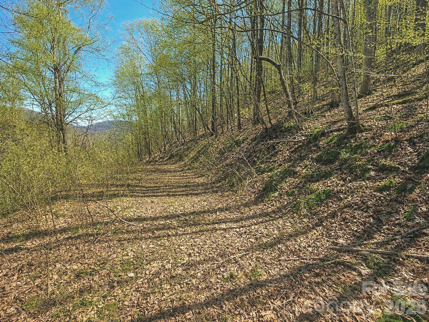 Wooded walking path winding through leaf-covered ground beneath budding trees.
