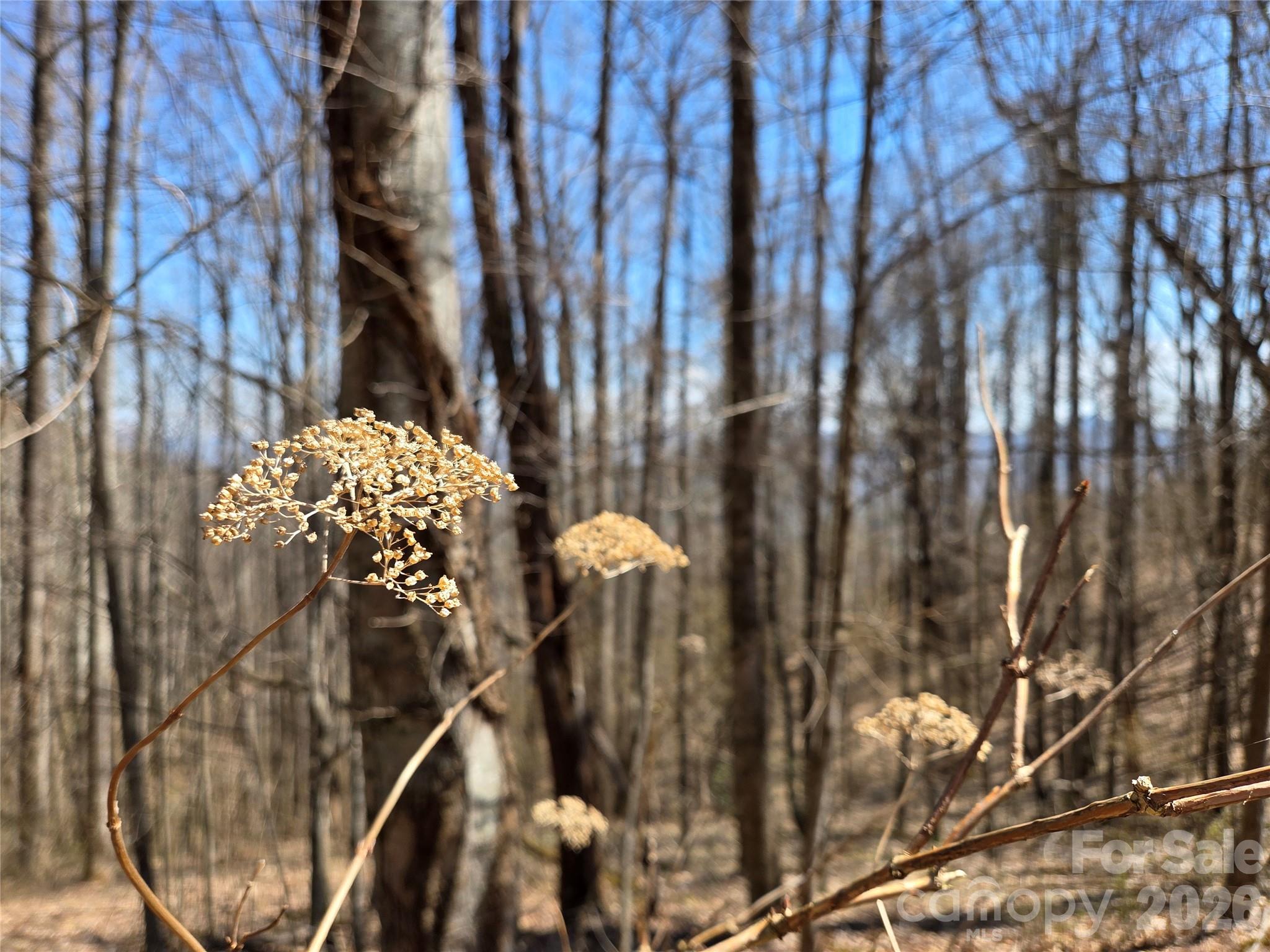 Wooded property with leafless trees and dried flower clusters in the foreground.