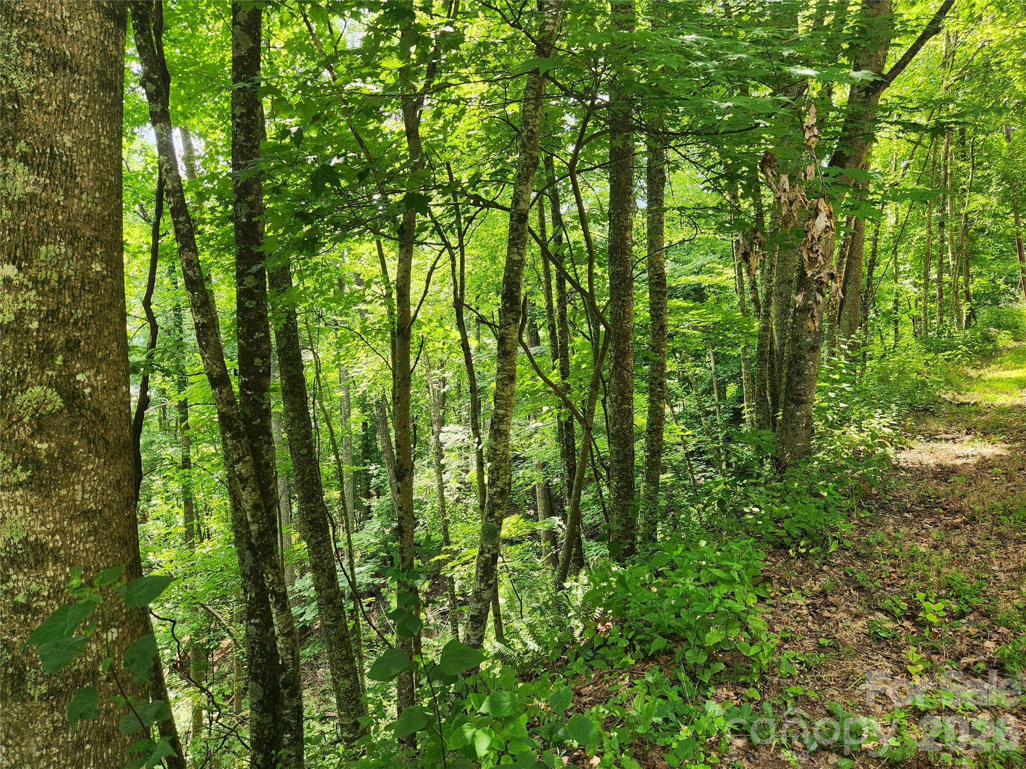 Wooded hillside property with mature trees, dense greenery, and a narrow path.