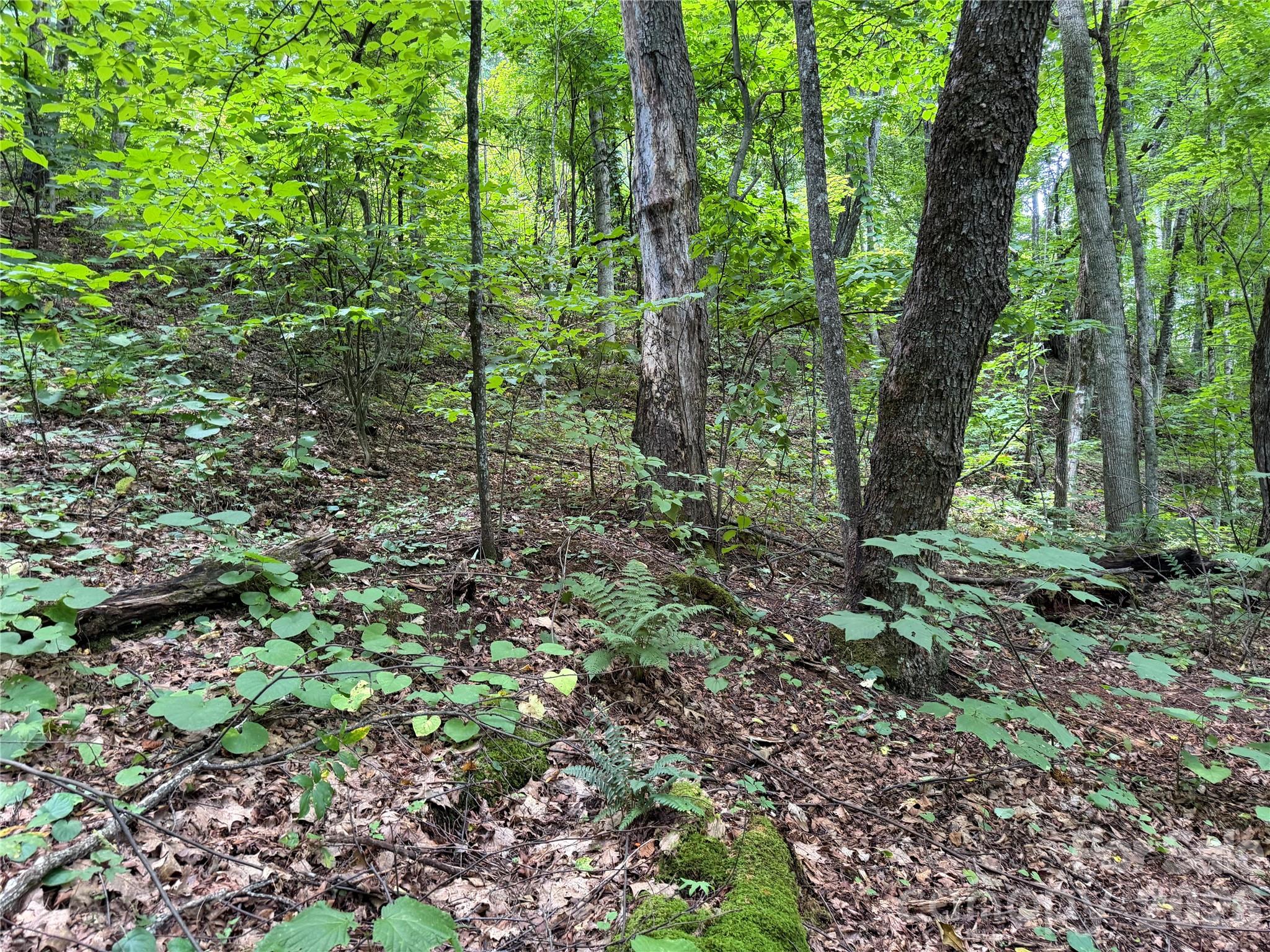 0000 Chimney Ridge Trail