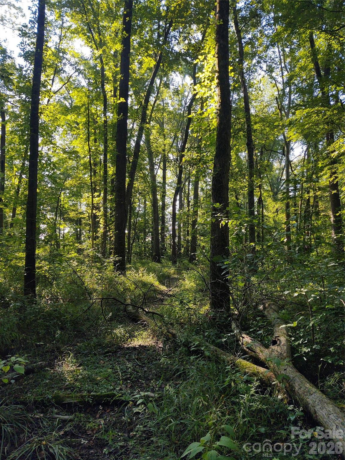 Wooded property with dense trees, undergrowth, and fallen logs.